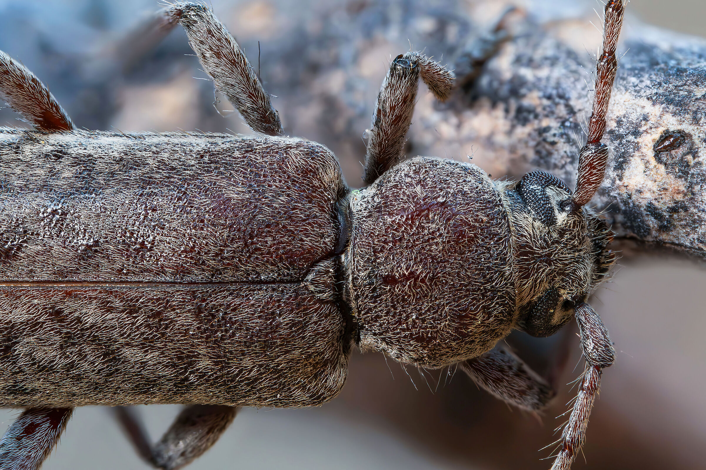 Trichoferus holosericeus