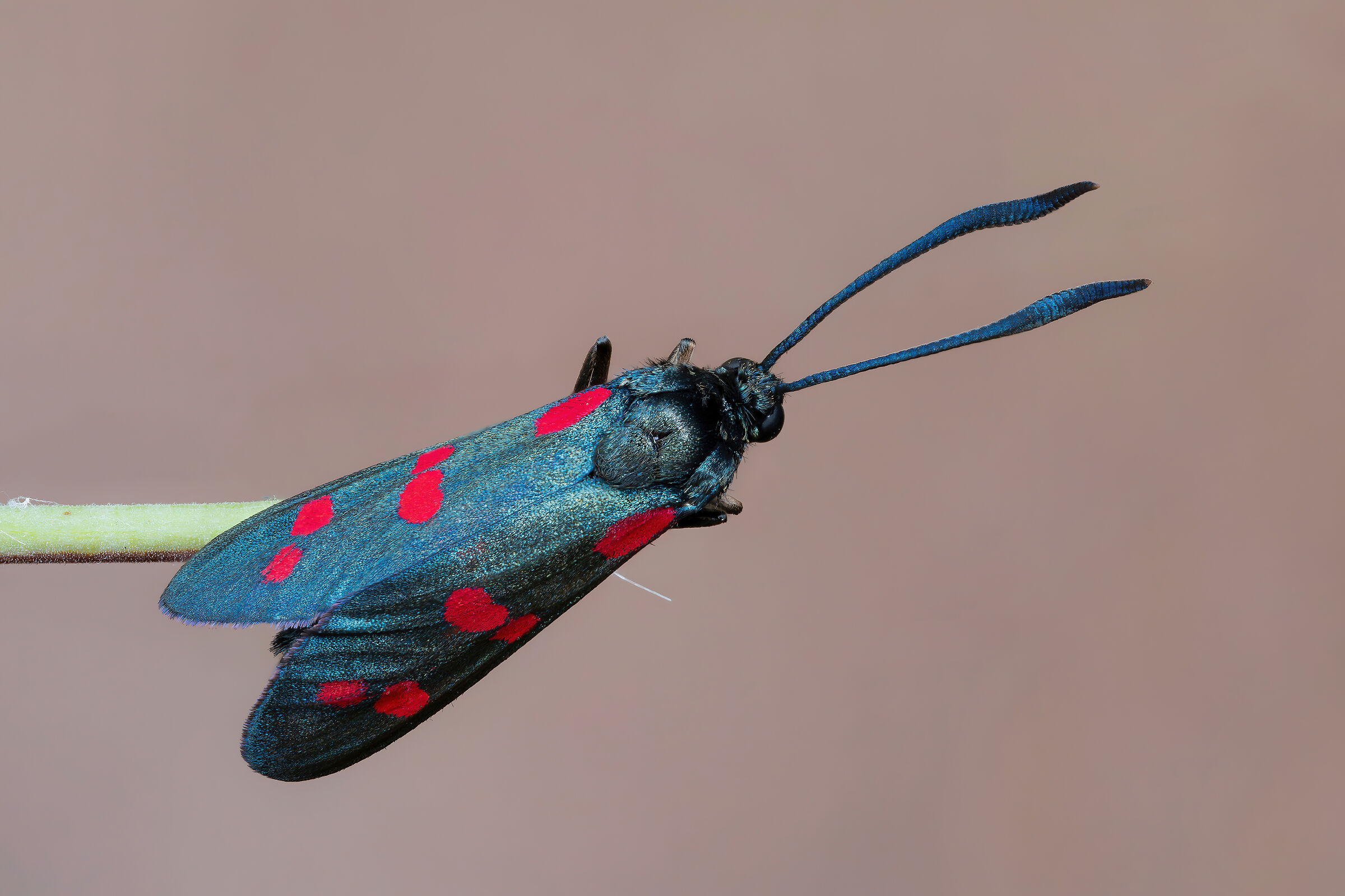 Zygaena filipendulae