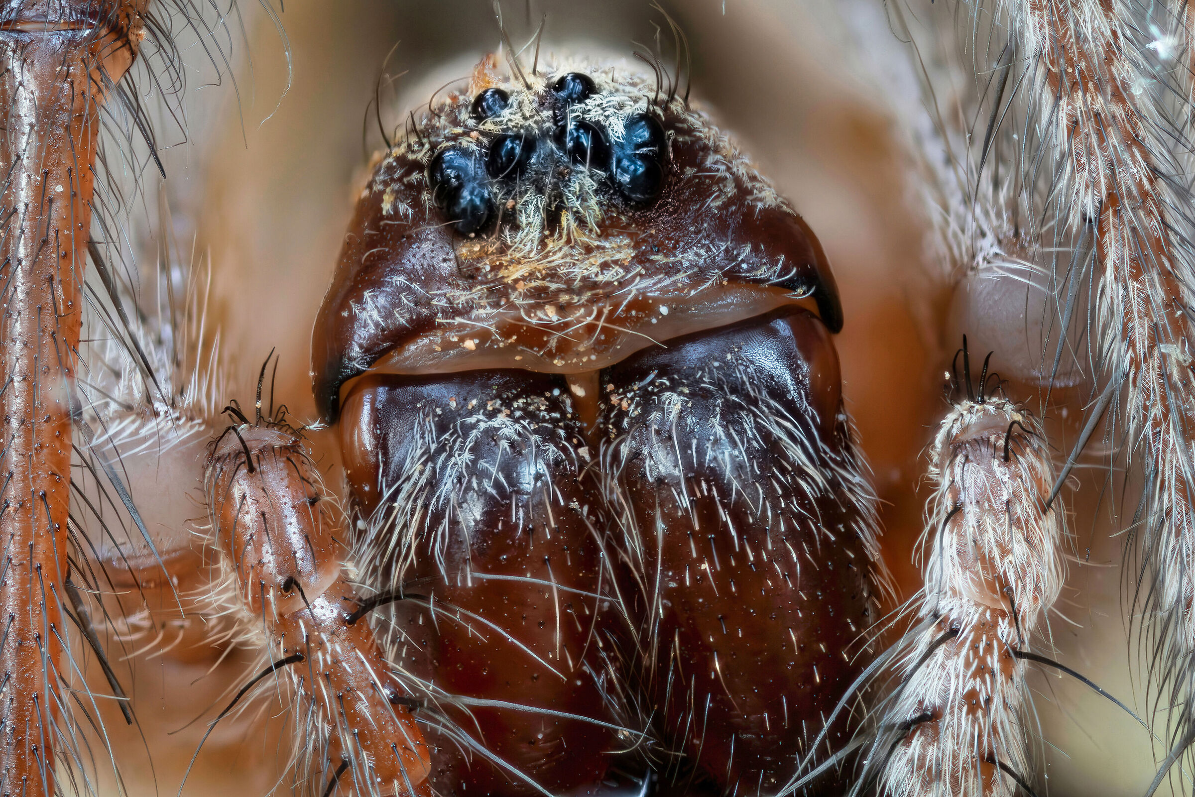 Agelena labyrinthica
