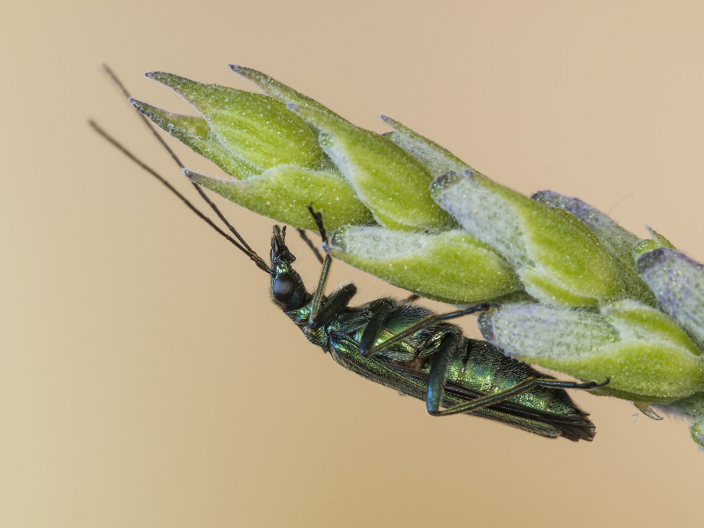 coleottero verde rr 1:1