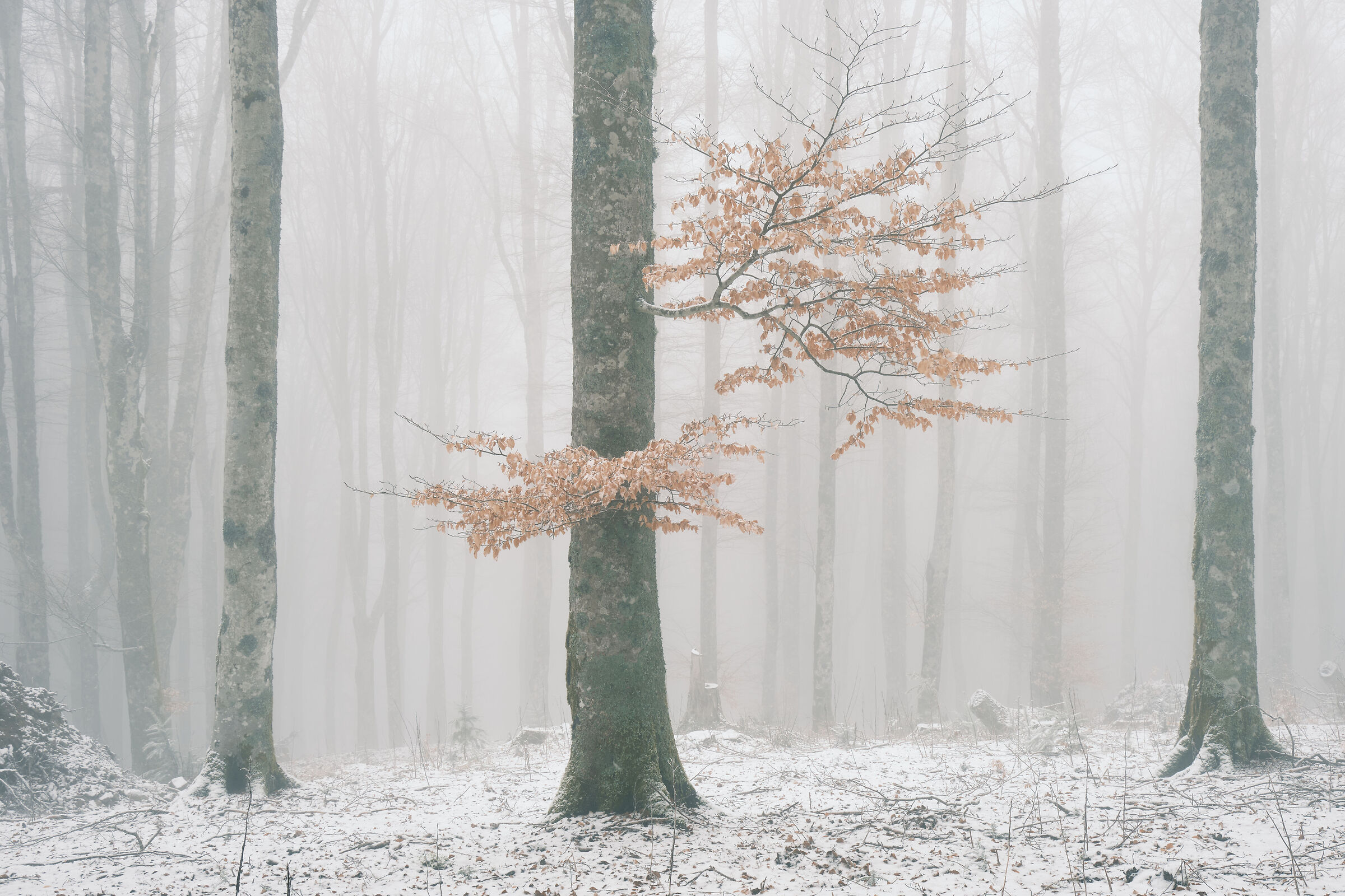 Late winter snowfall in the Vallombrosa forest