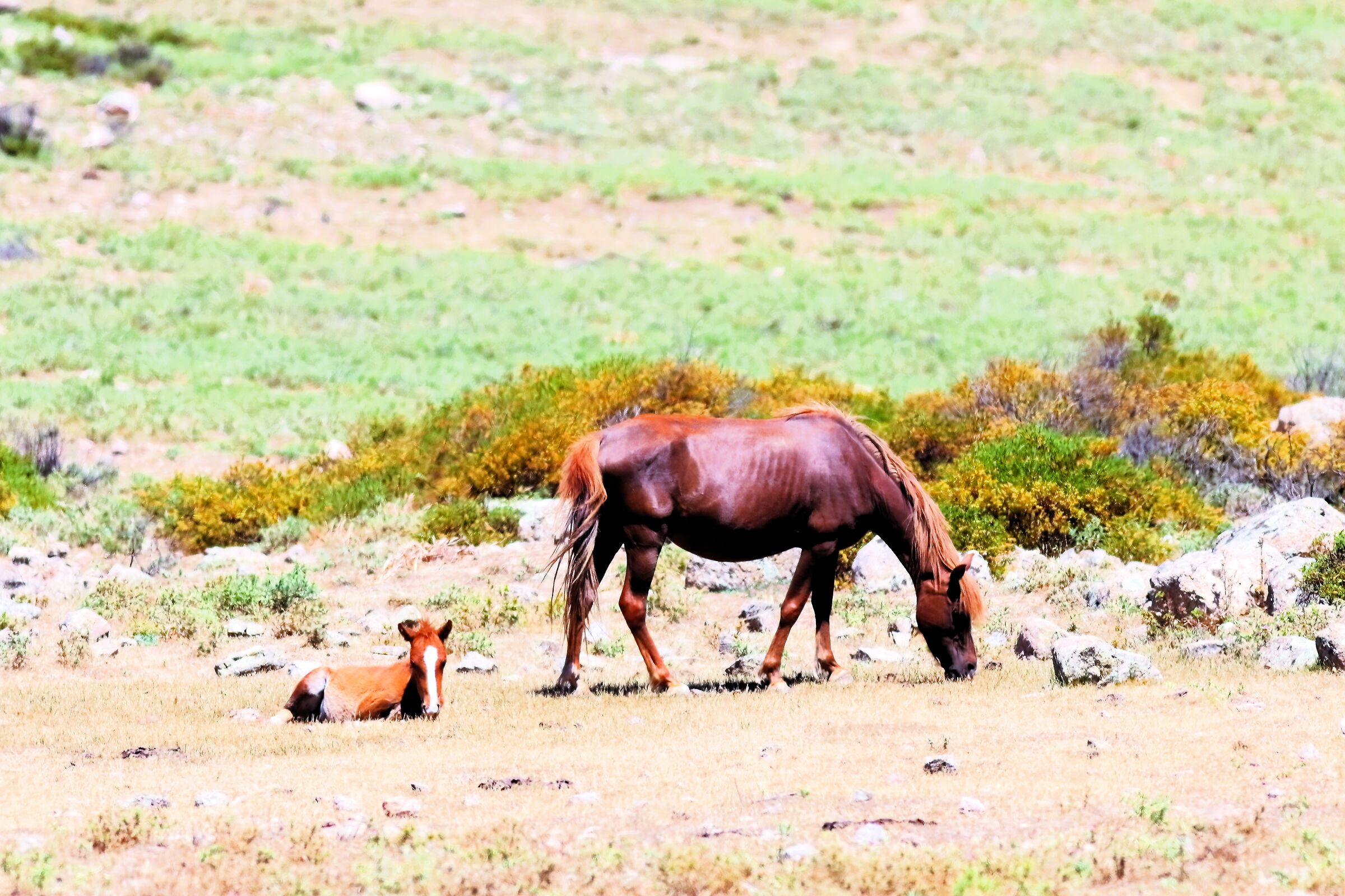 Al pascolo 22-06-2024 - 1103