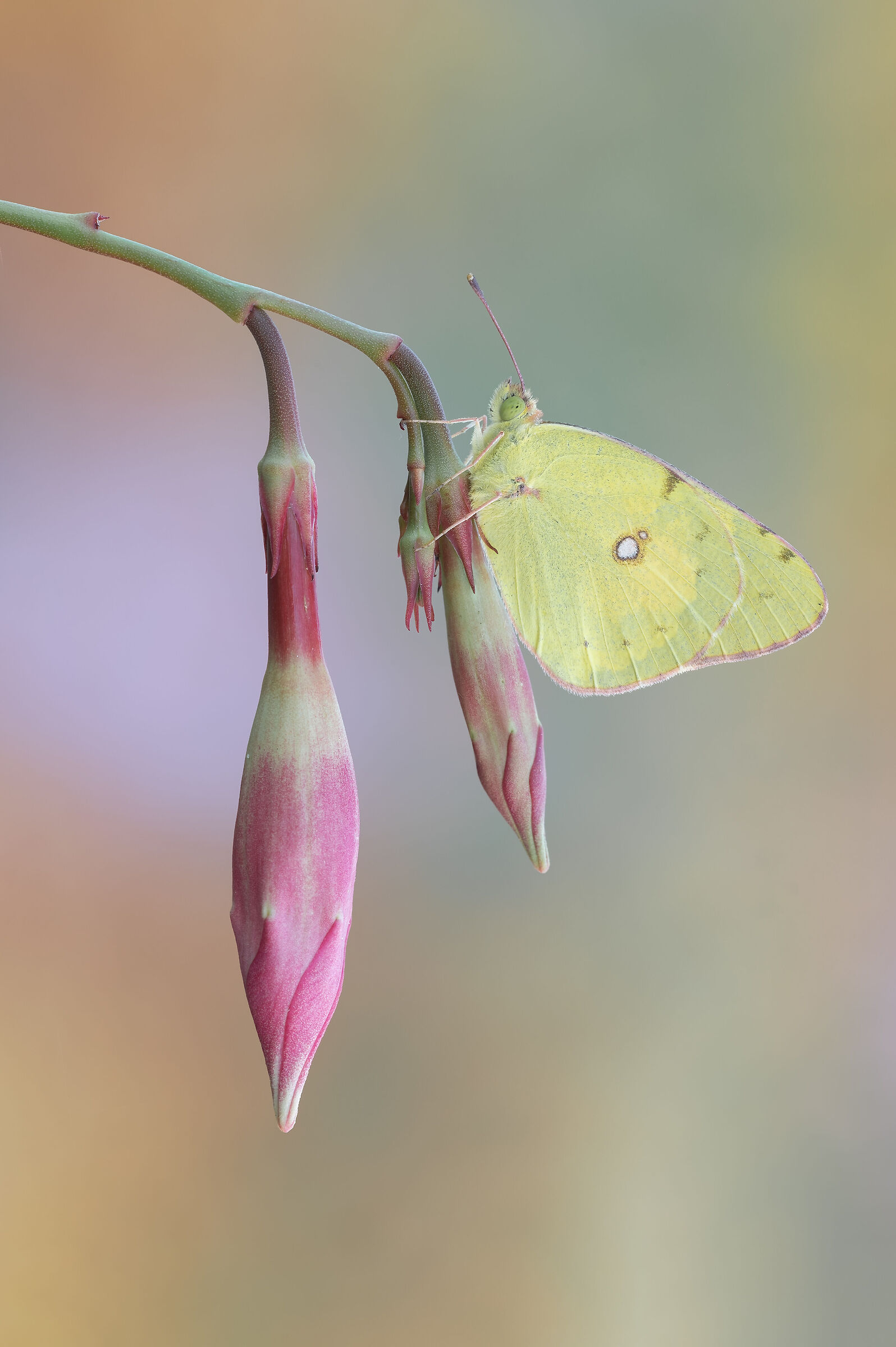 Colias crocea