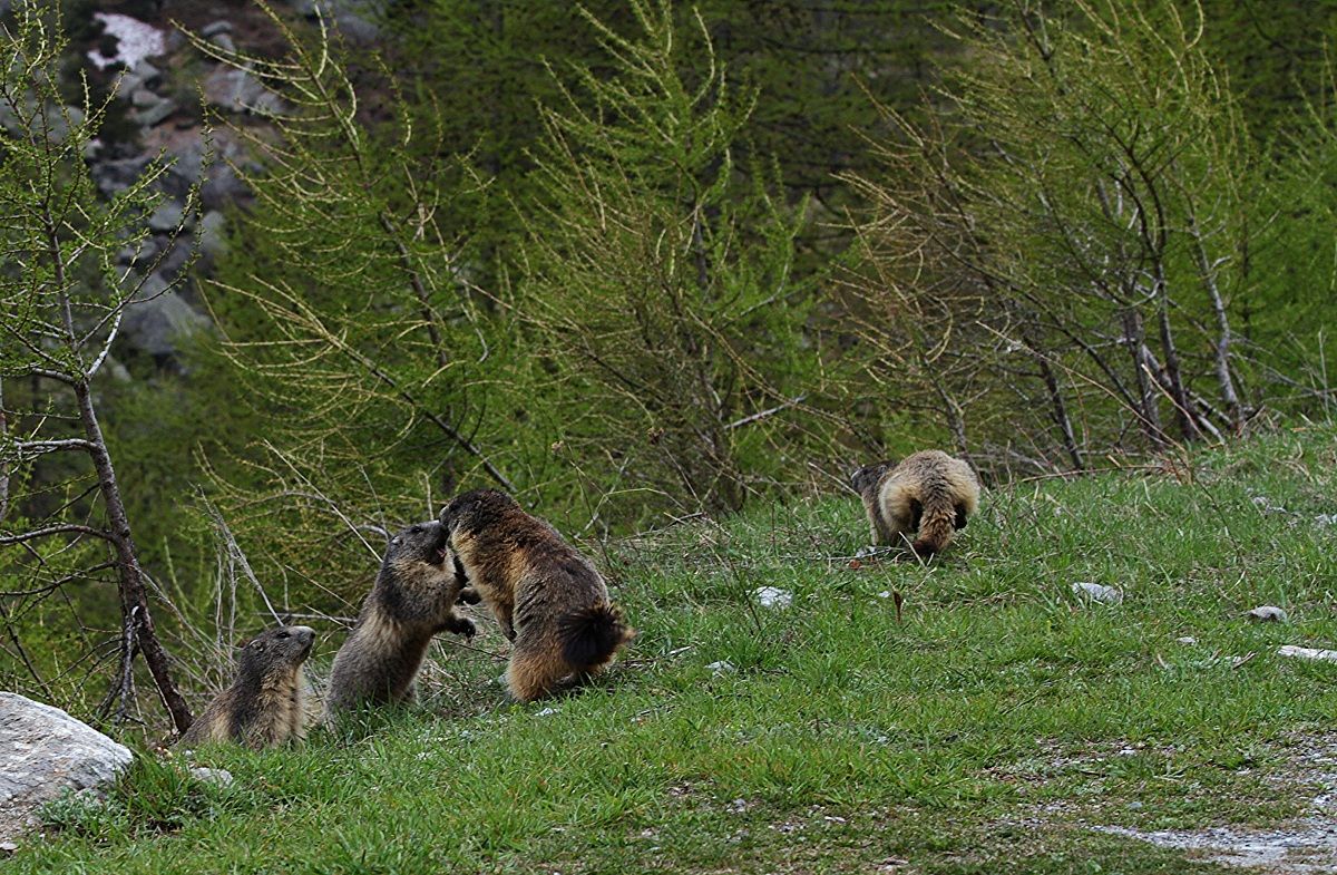 Clash of the marmots