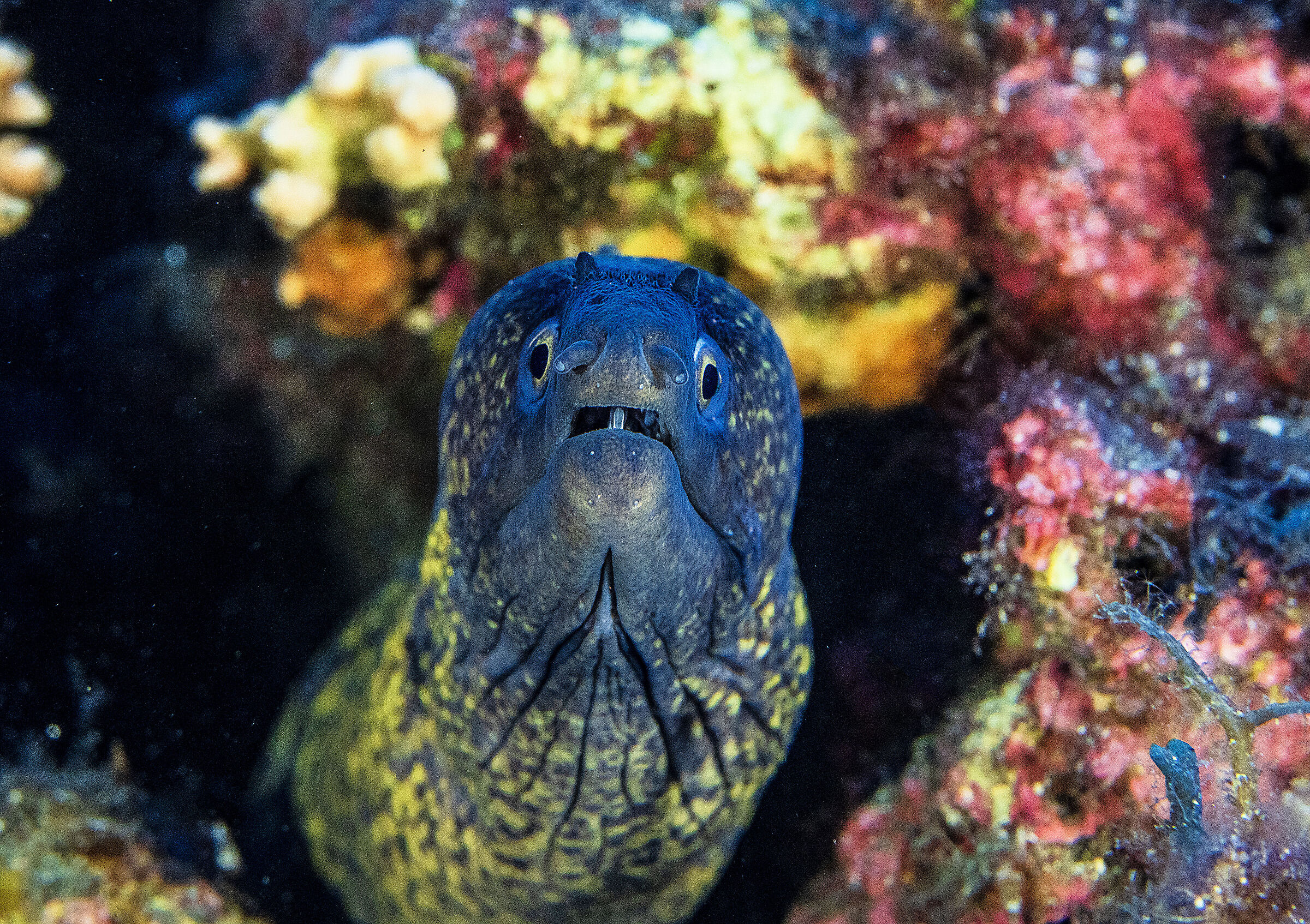 Murena