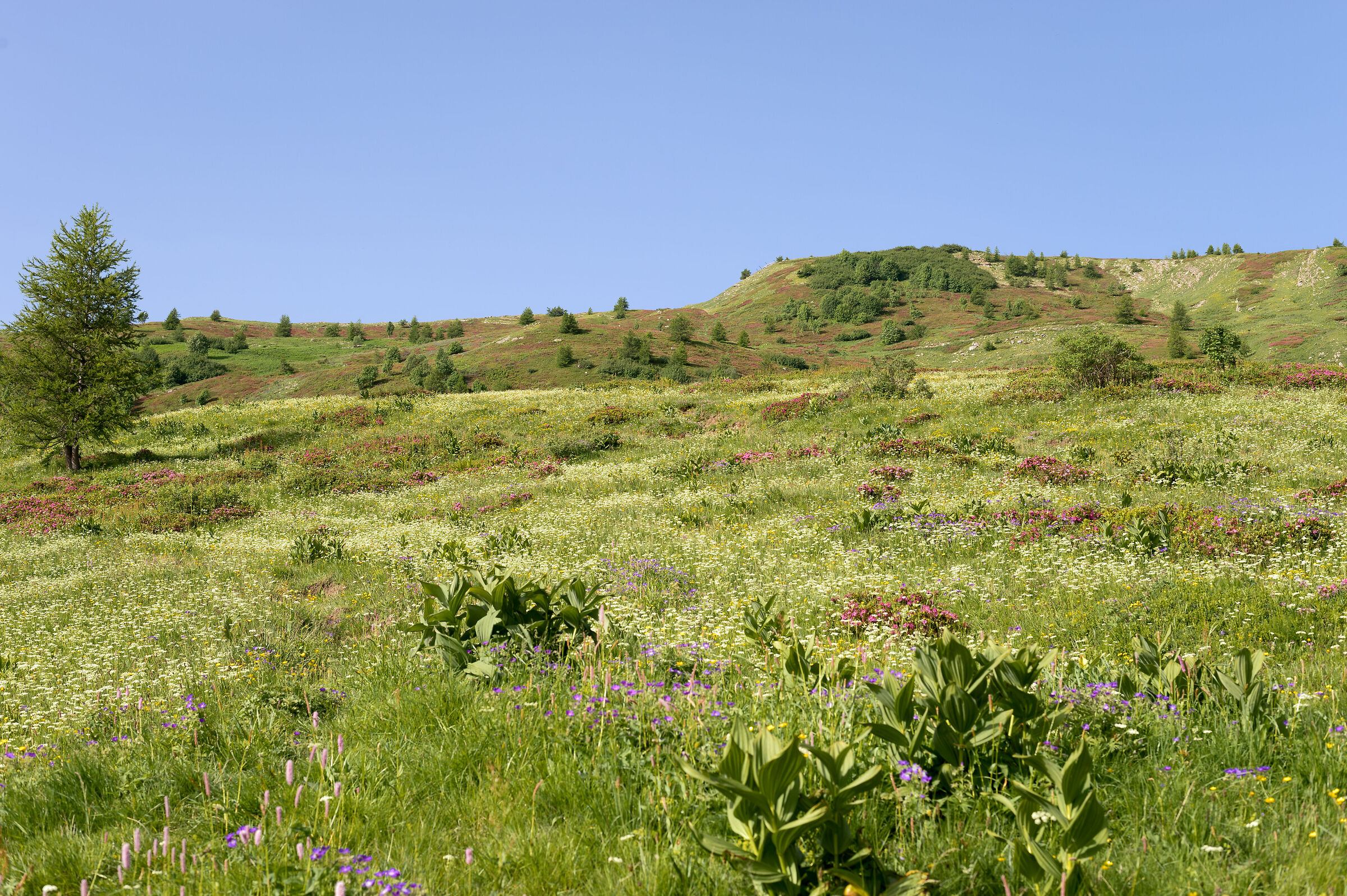 Fioritura sulle pendici del Monte Saccarello