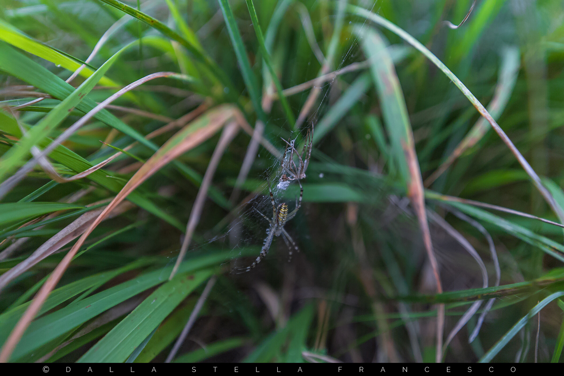 La muta dell' Argiope bruennichi