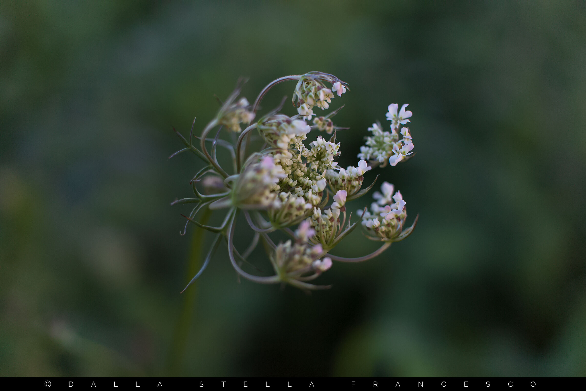 Prova macro col 24mm "pancake"