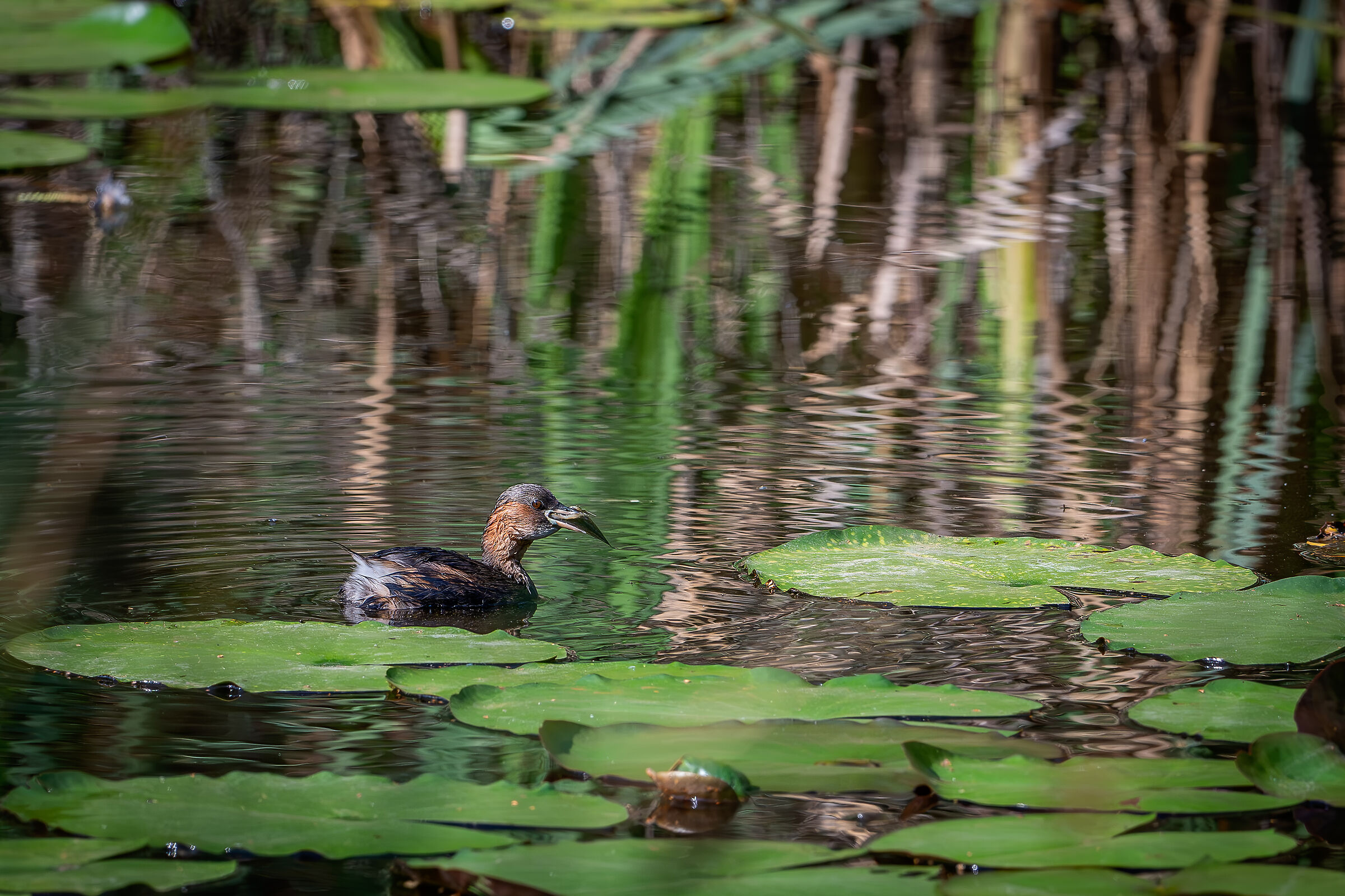 Dabchick