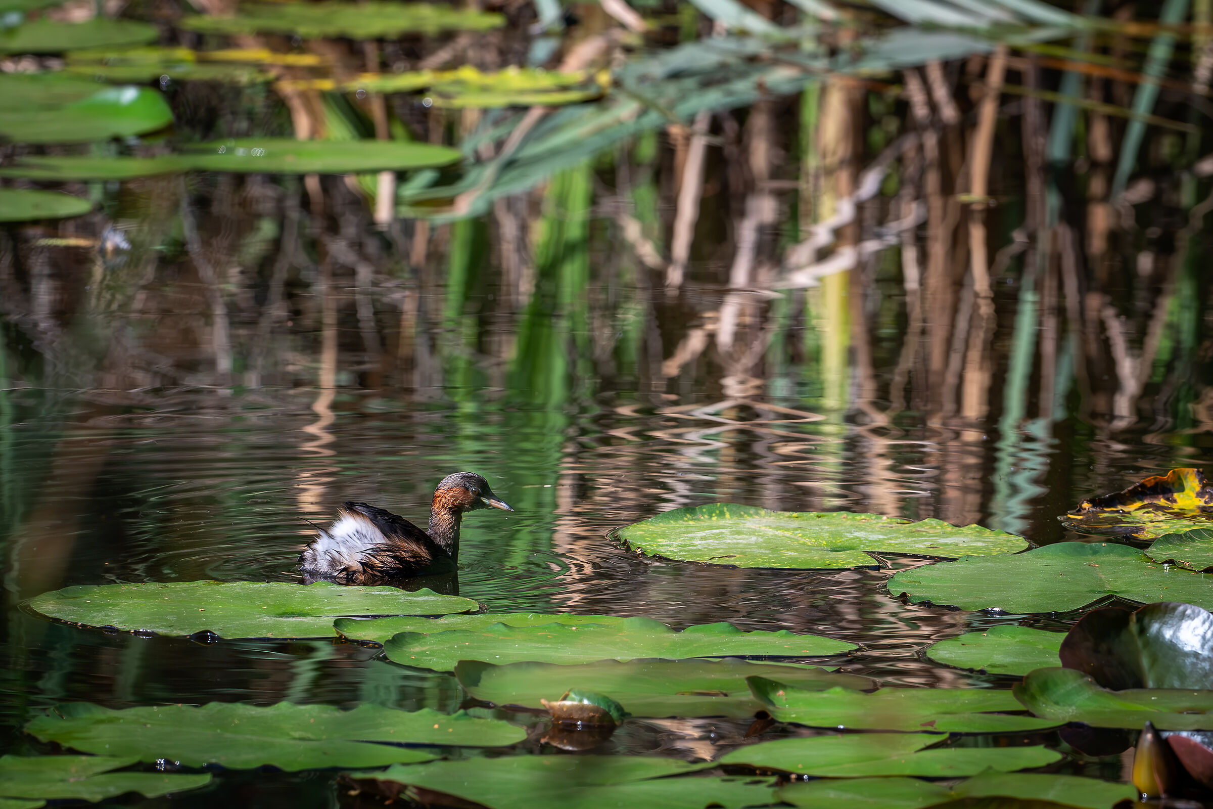 Dabchick