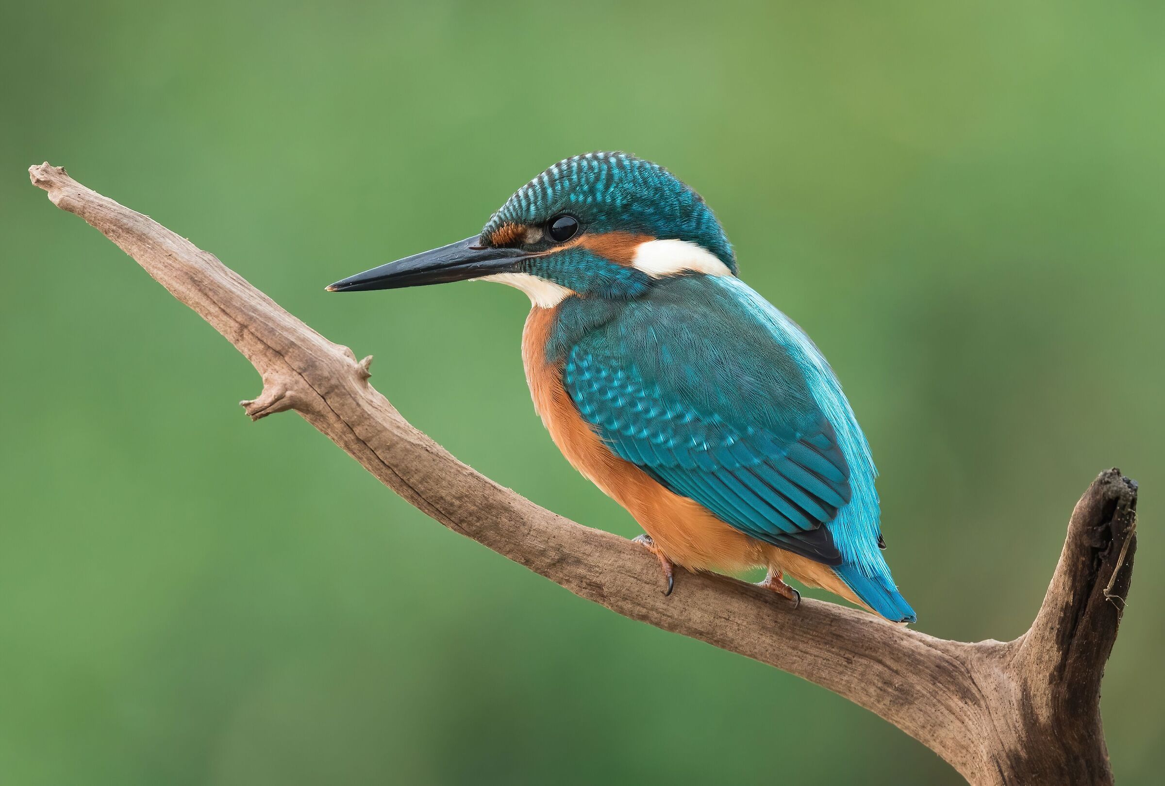kingfisher