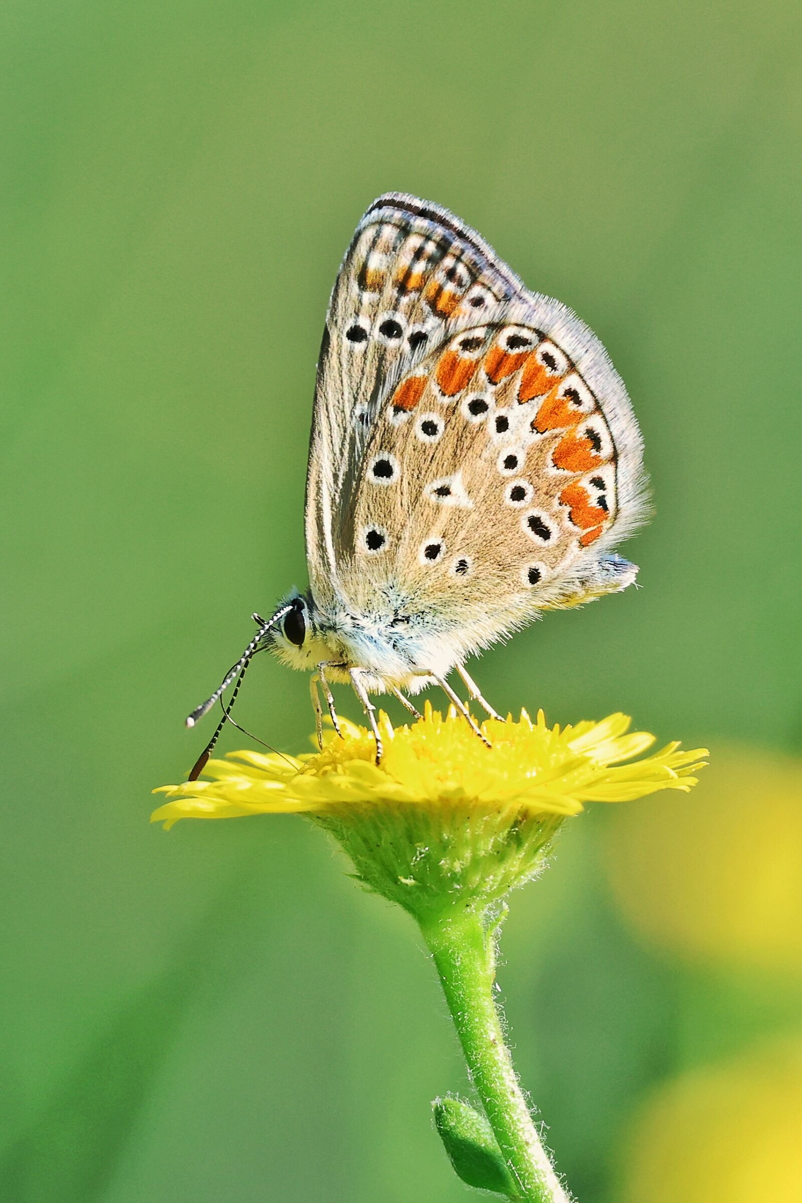 Polyommatus icarus
