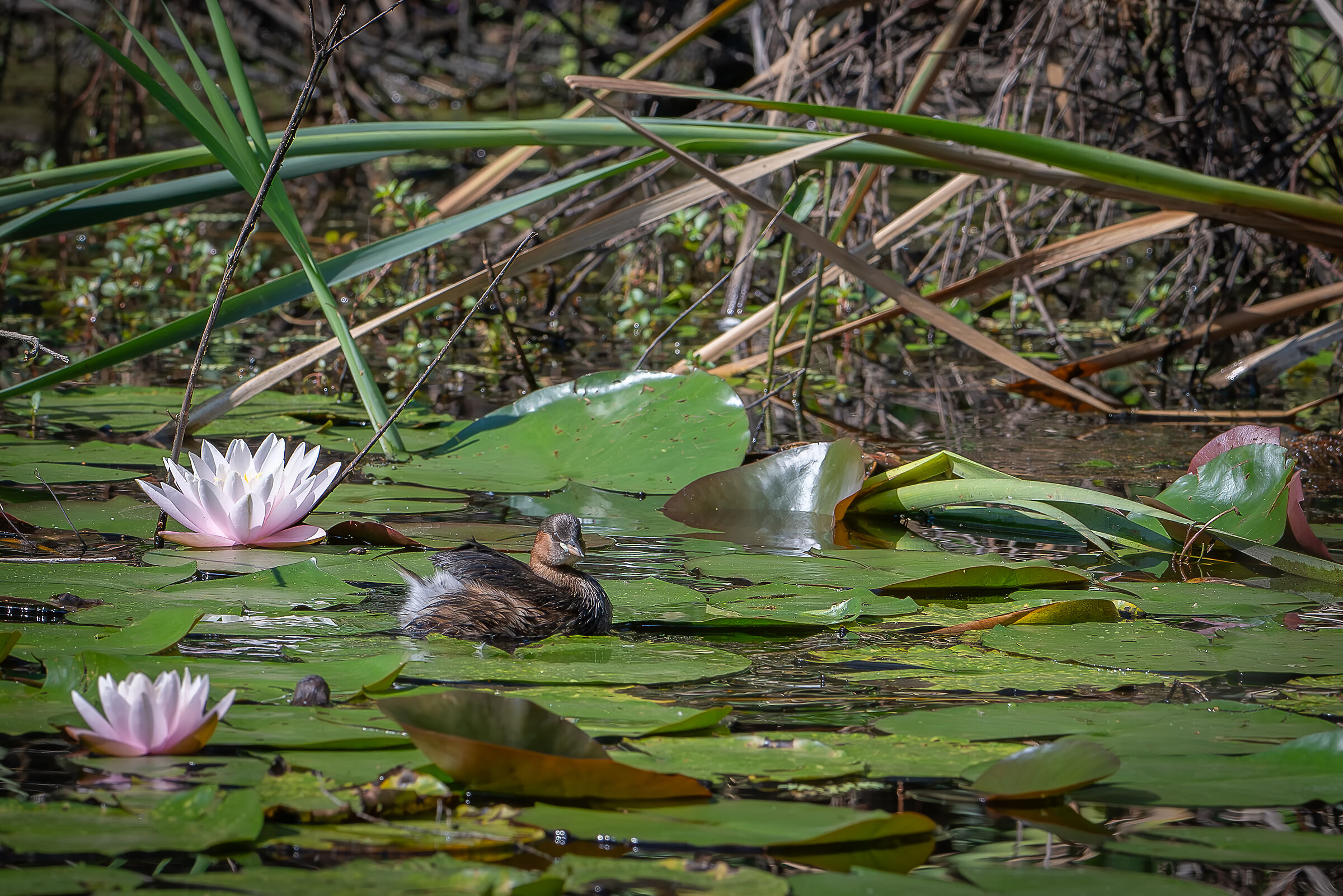 Dabchick