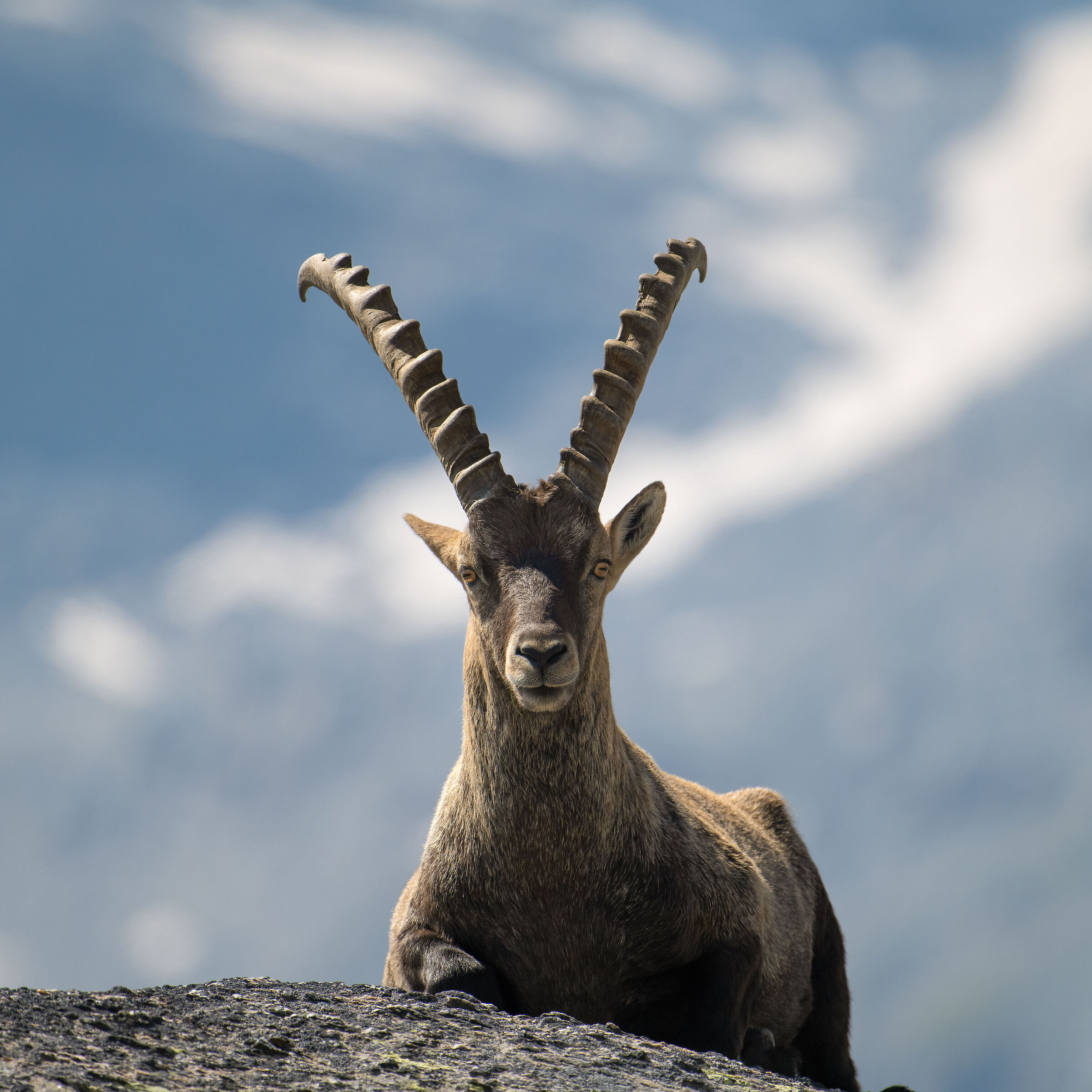 Stambecco - Parco Nazionale del Gran Paradiso