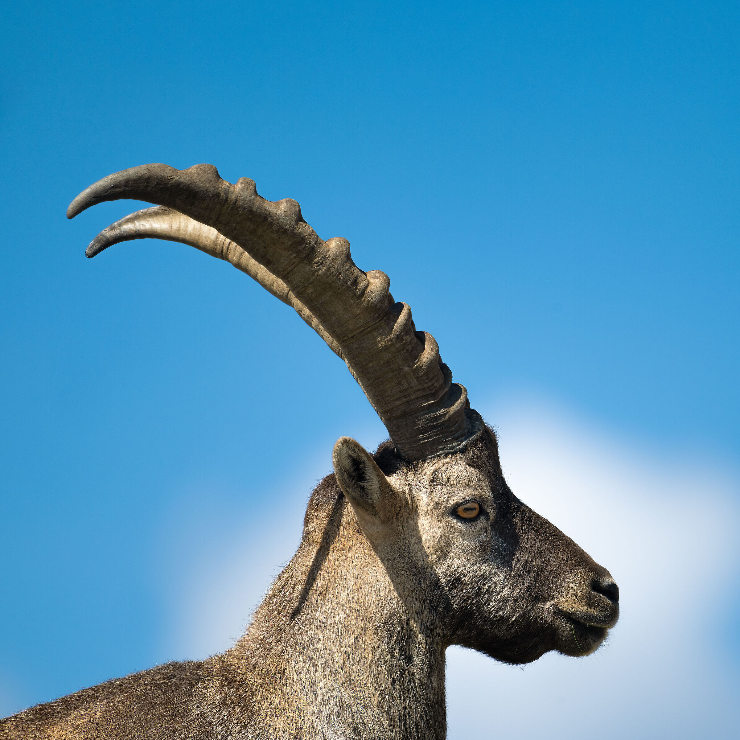 Stambecco - Parco Nazionale del Gran Paradiso