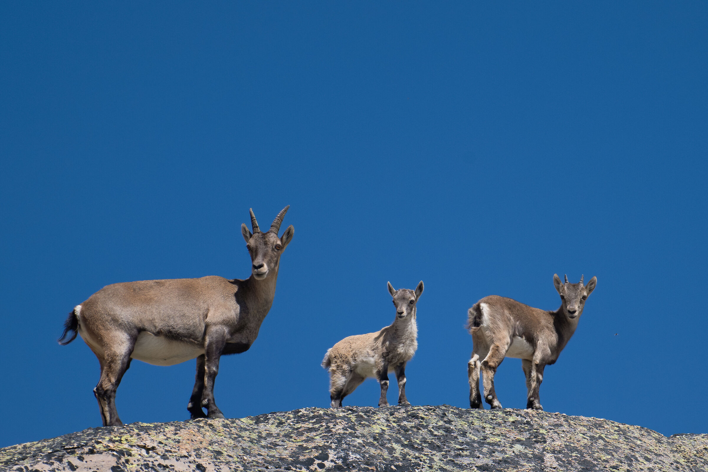 Stambecco - Parco Nazionale del Gran Paradiso