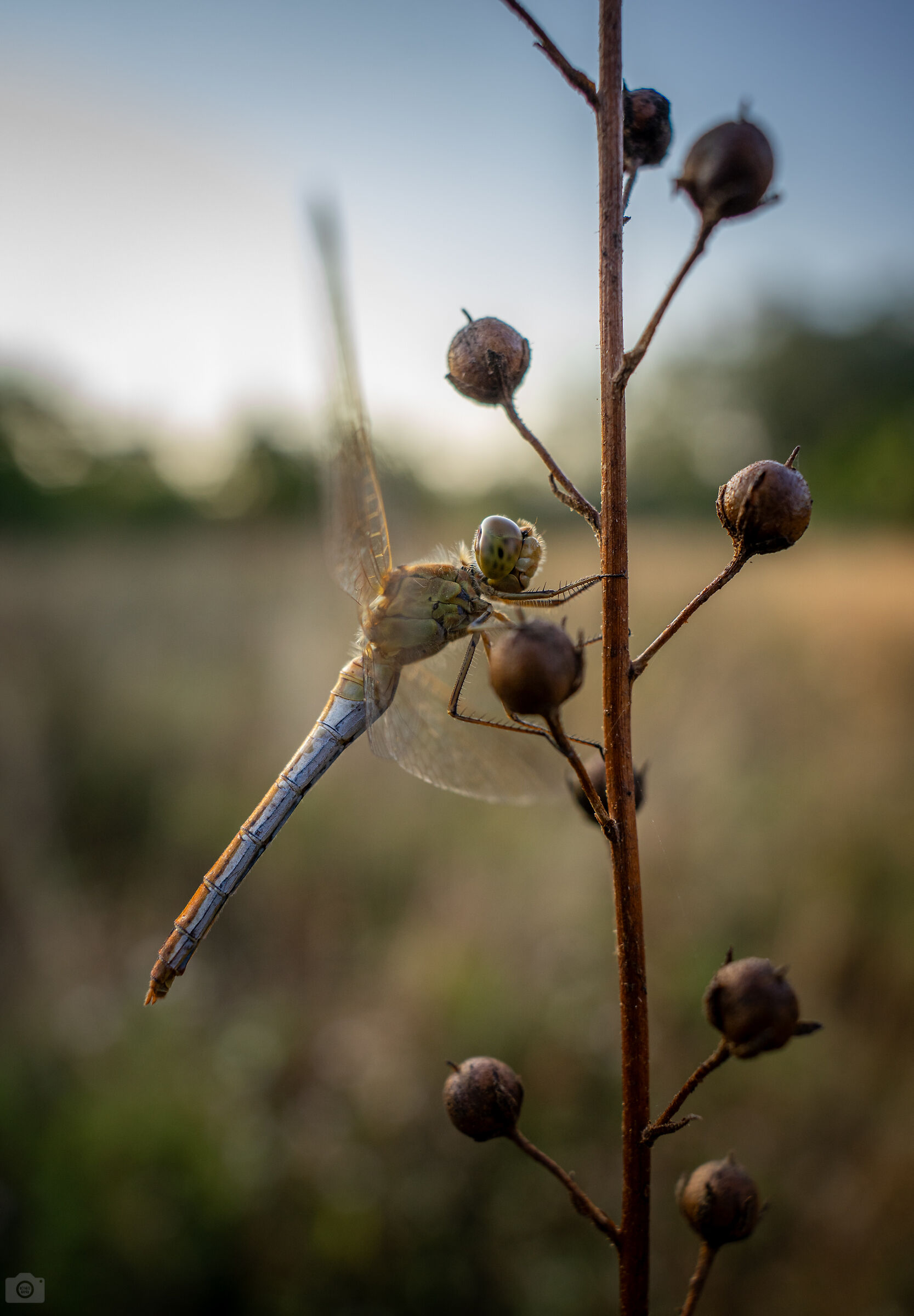 dragonfly
