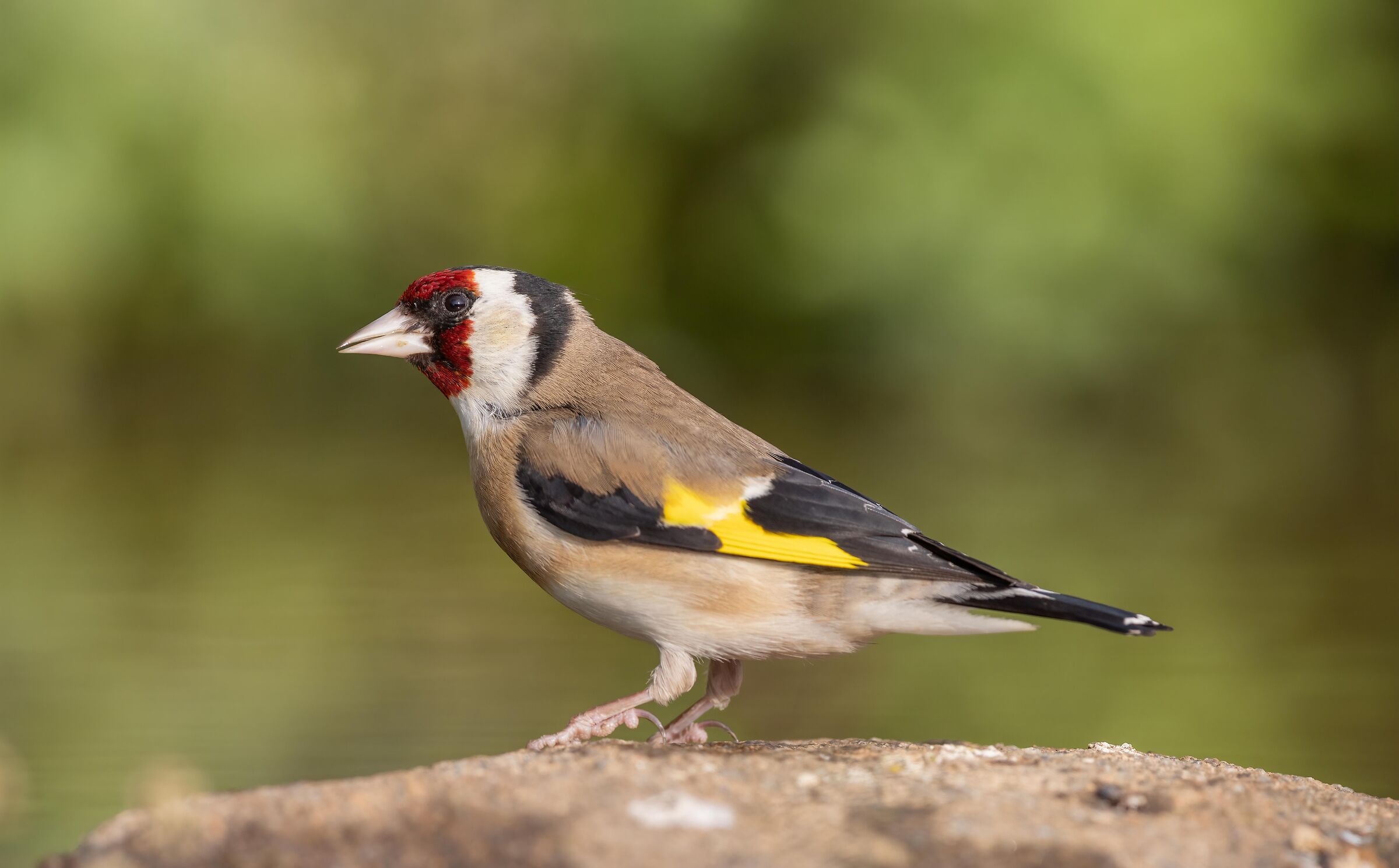 Cardellino