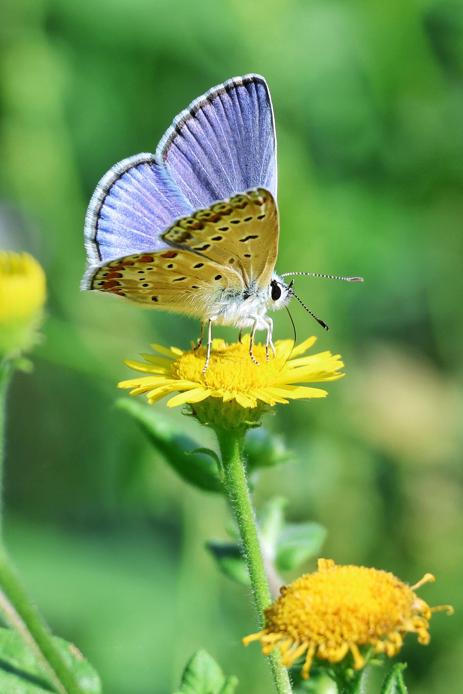 Polyommatus icarus