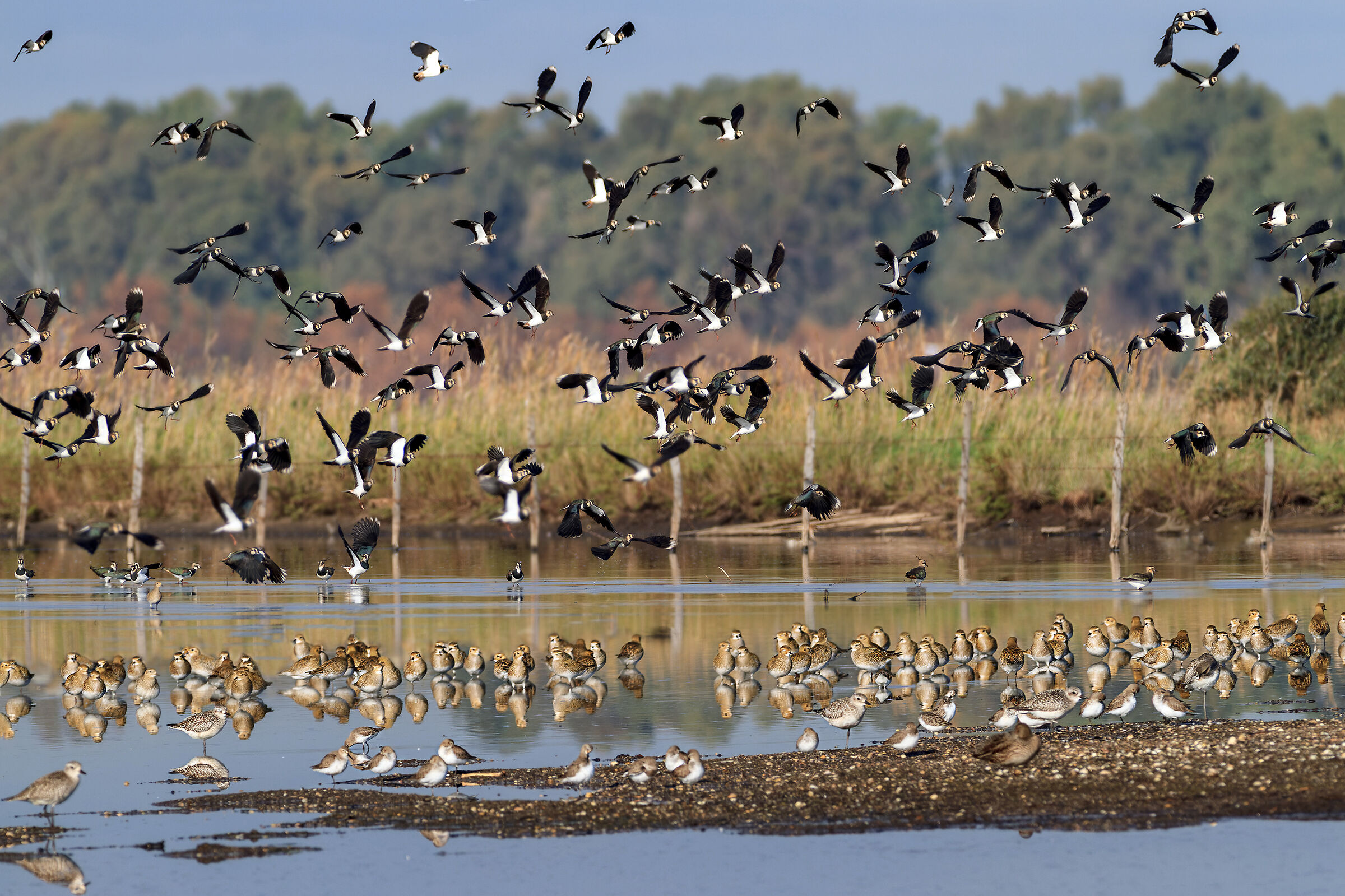 Lapwings and plovers