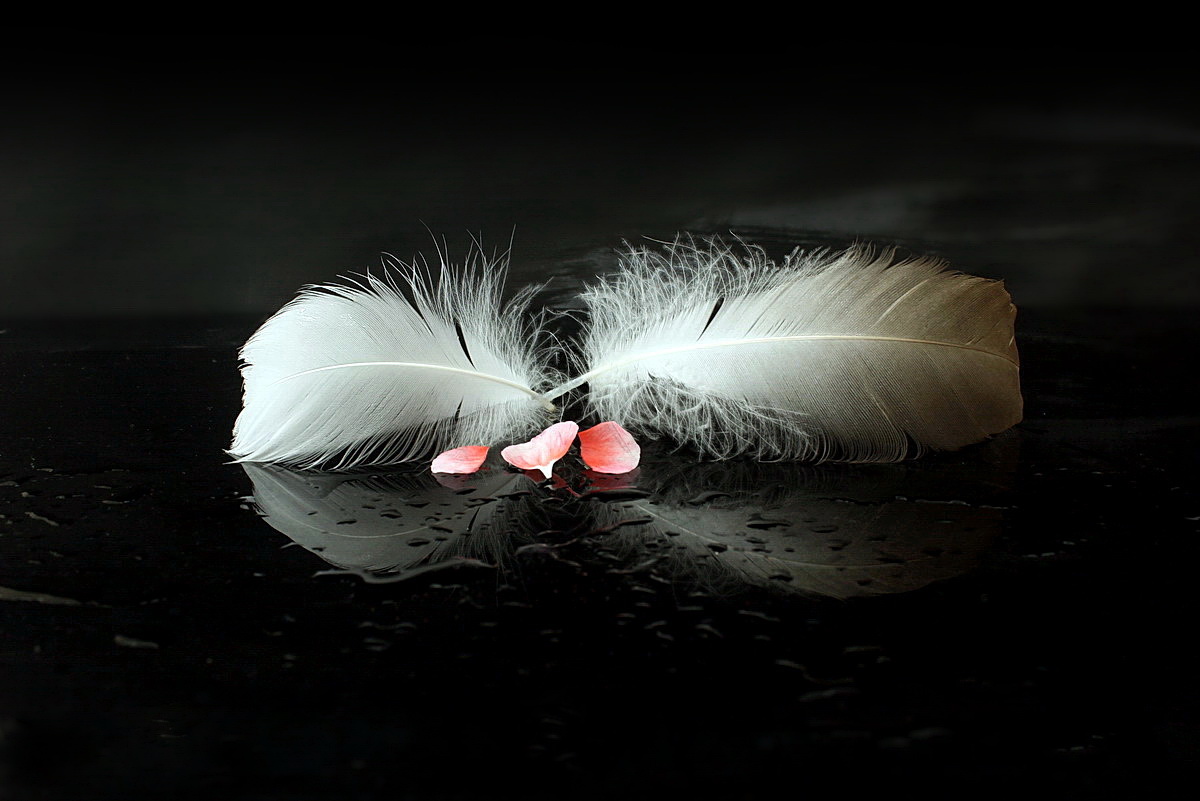 swan feathers