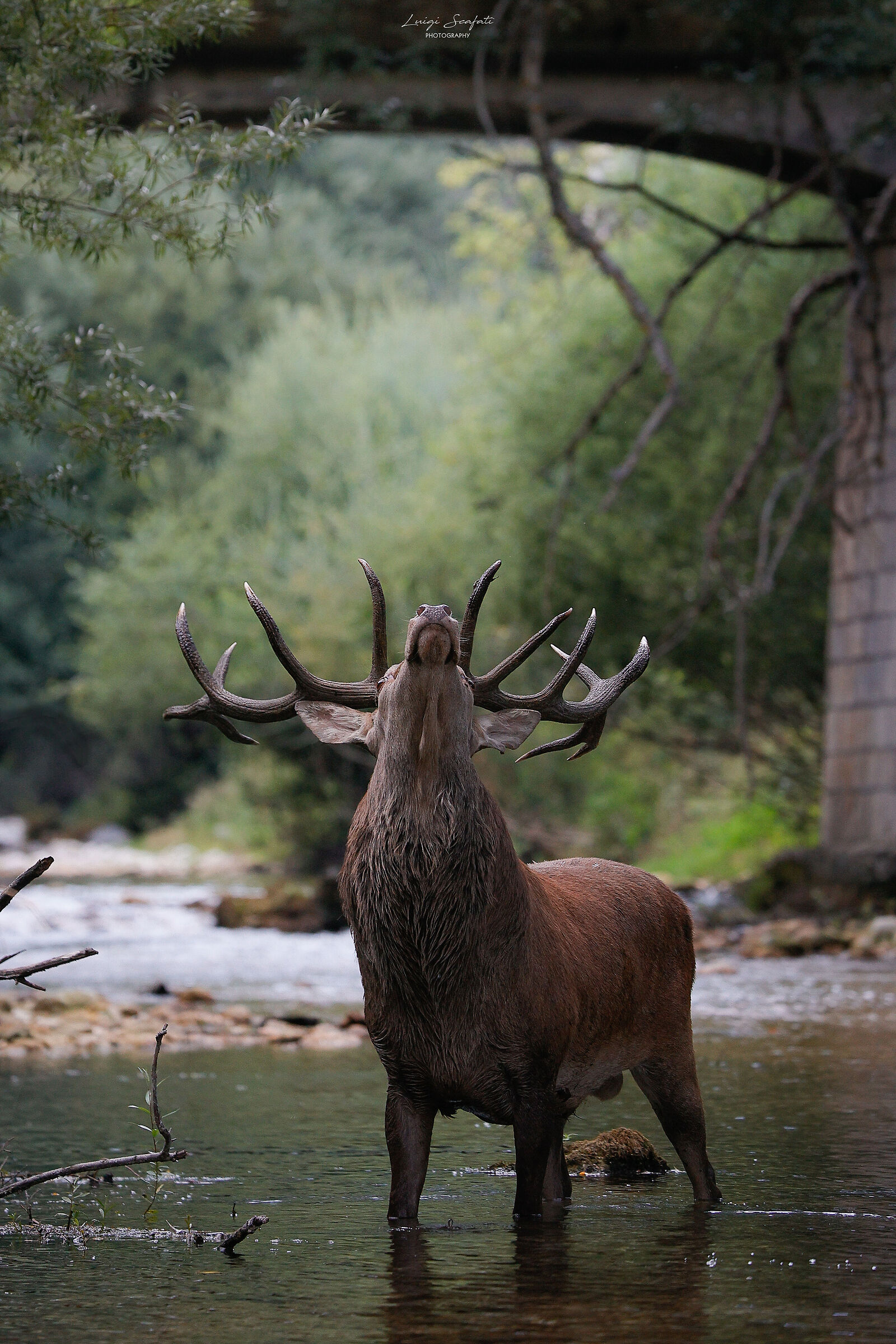 THE KING IN THE RIVER