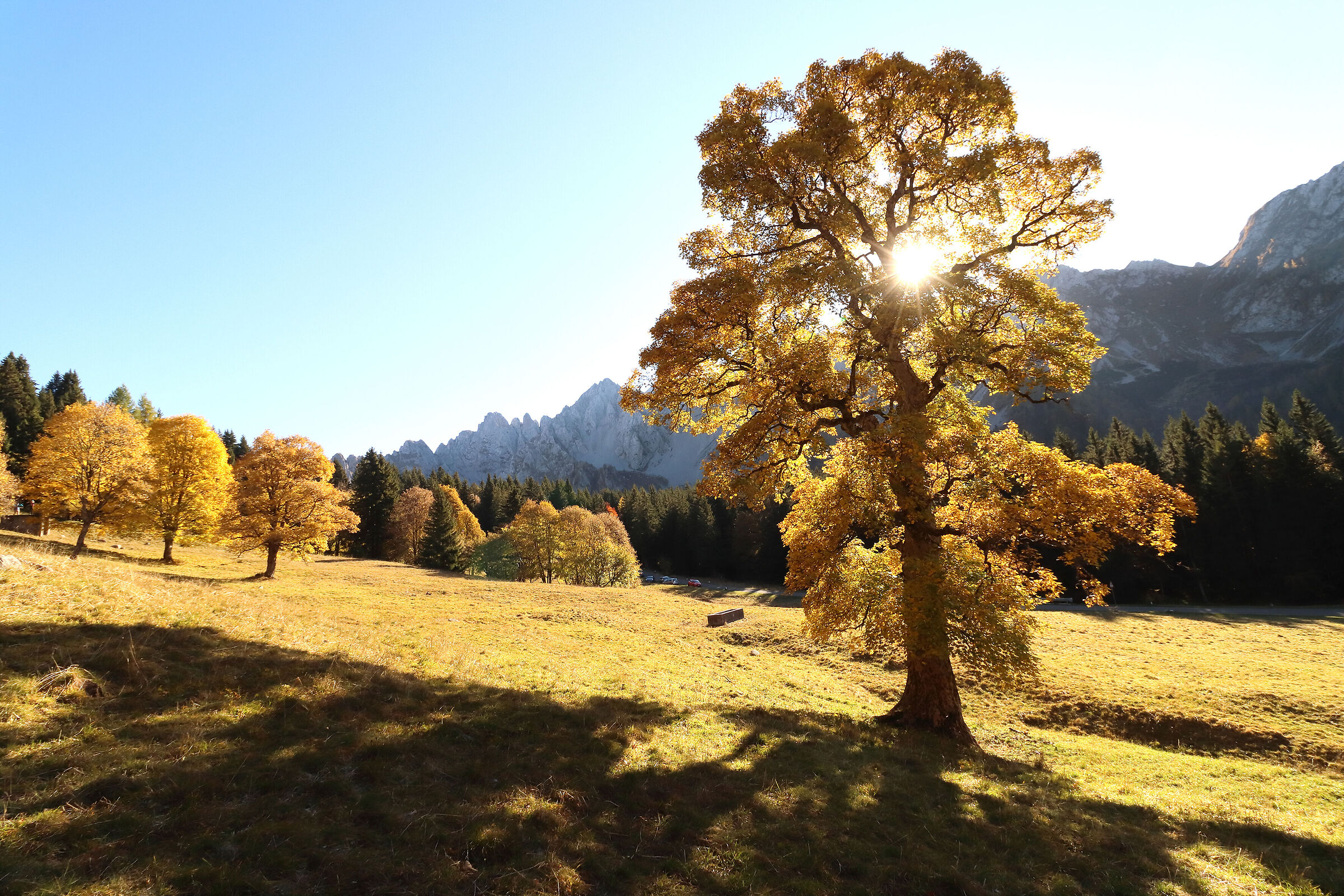 the ancient maples of Campelli