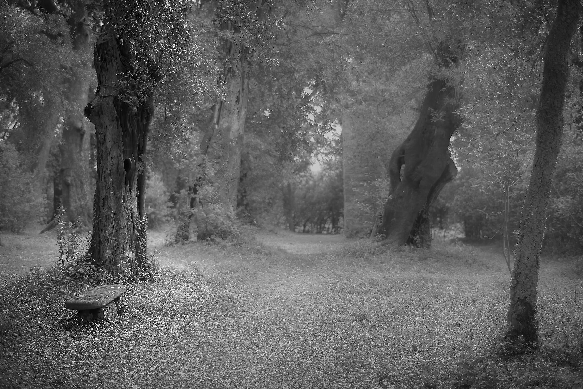 l' albero e la panchina