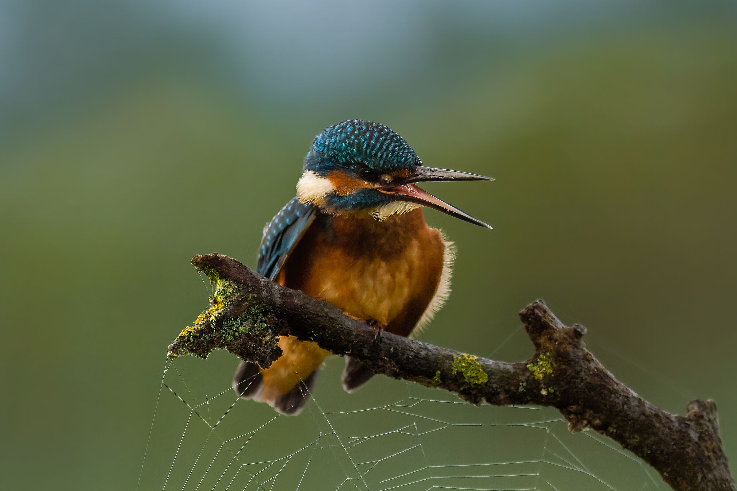 Martin Pescatore "arrabbiato"