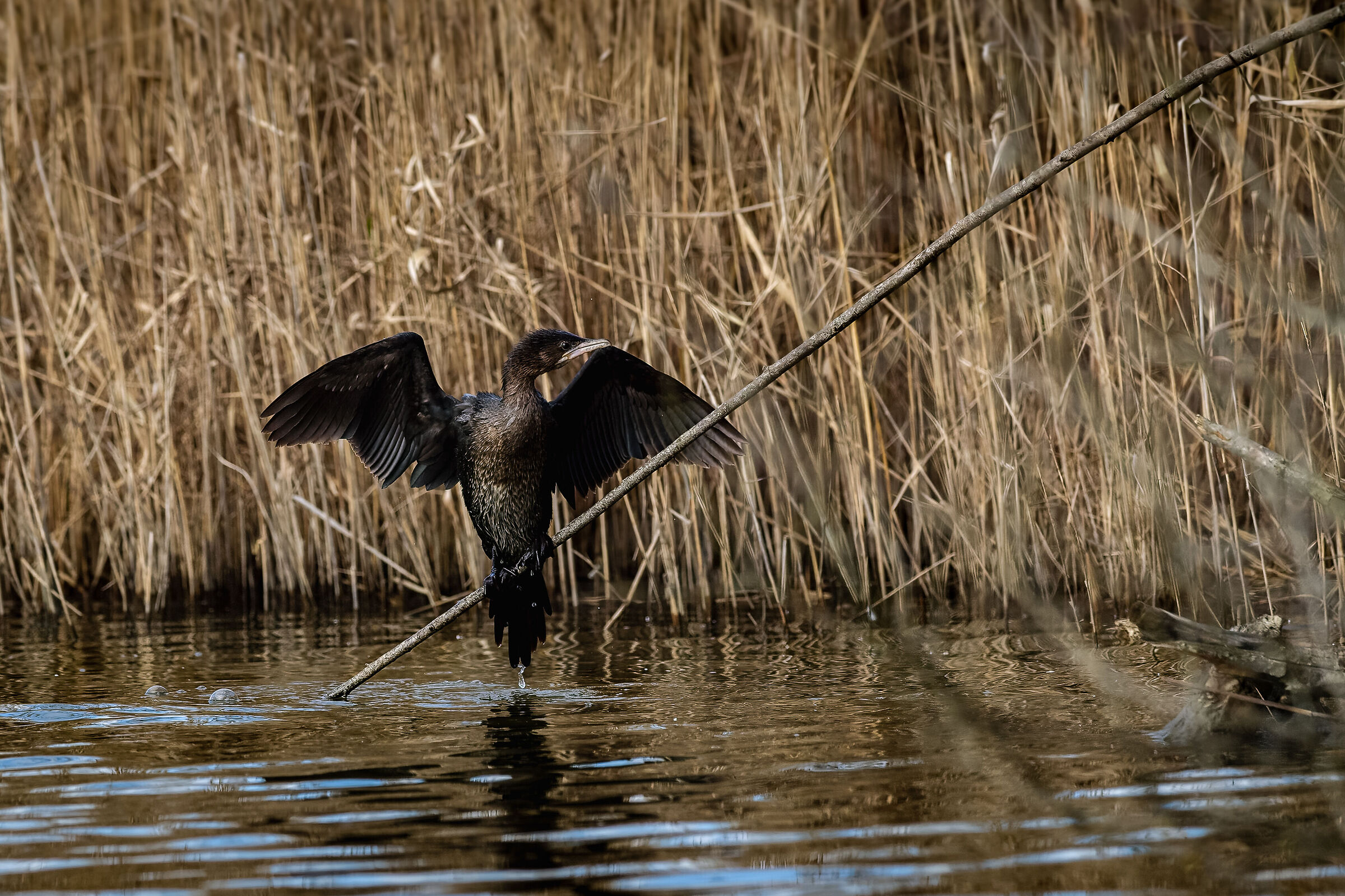 Marangone minore ad asciugare le ali