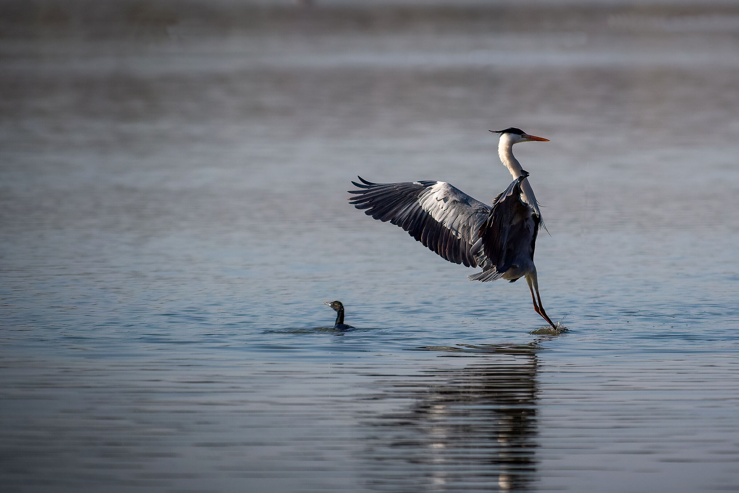 Ammaraggio con spettatore annoiato