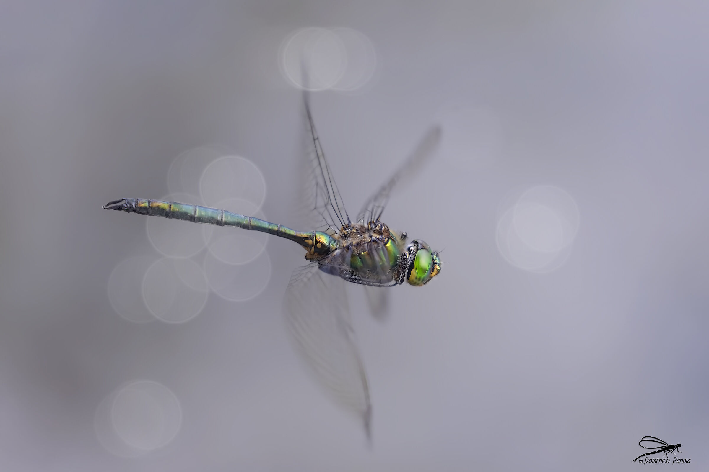 metallic somatochlora