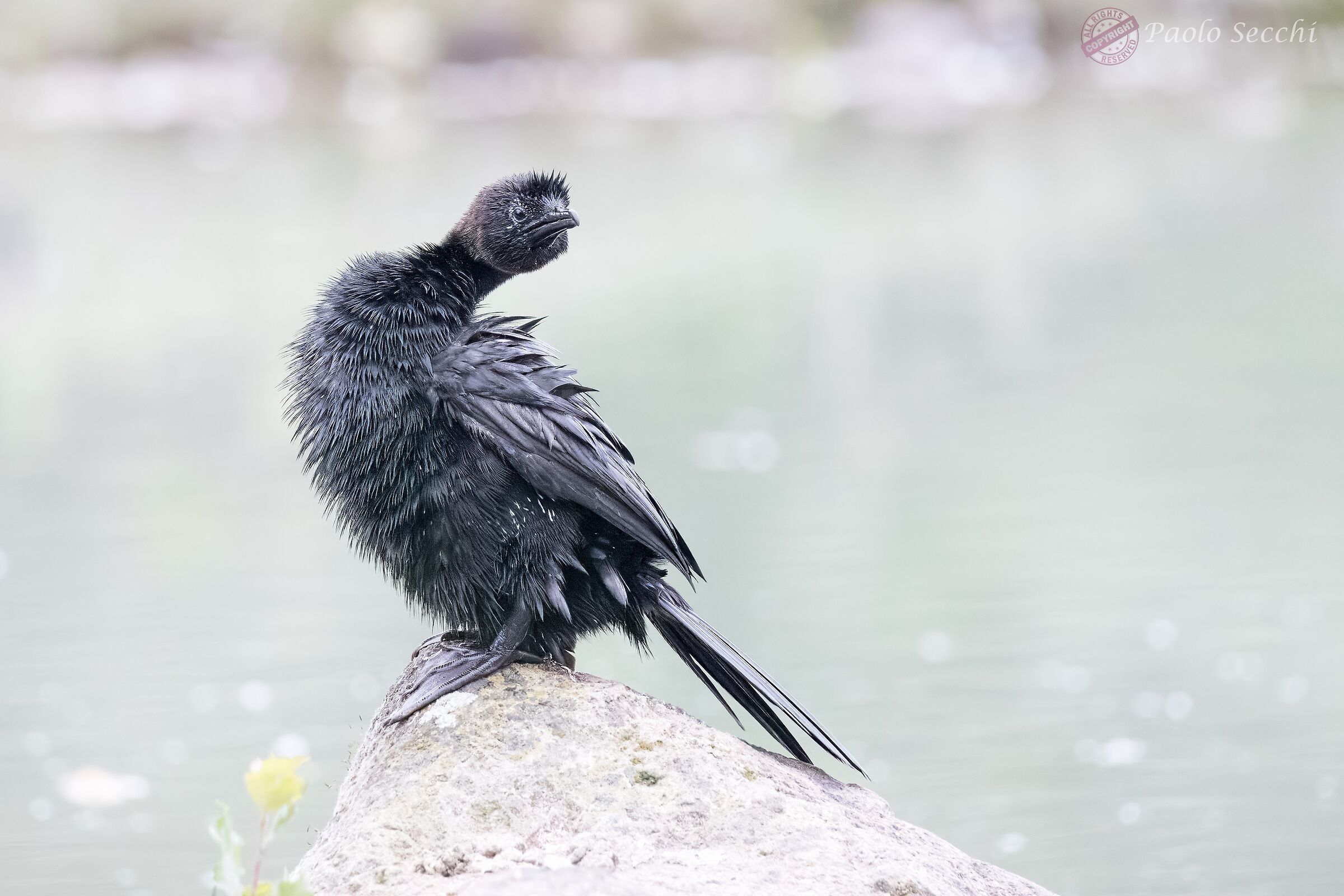 Cormorant (Microcarbo pygmeus)