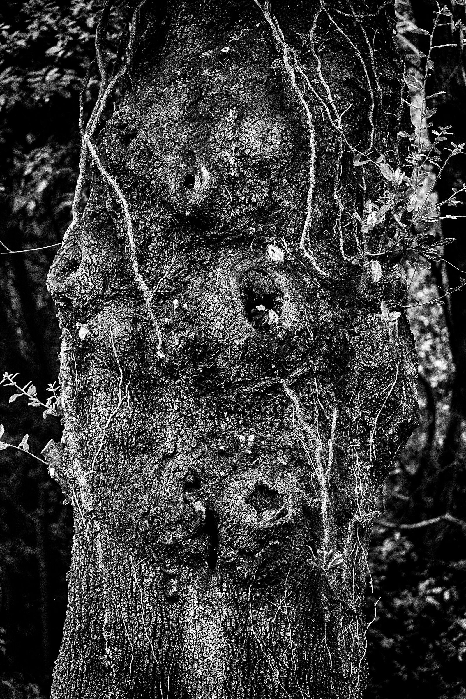 Tree lived...