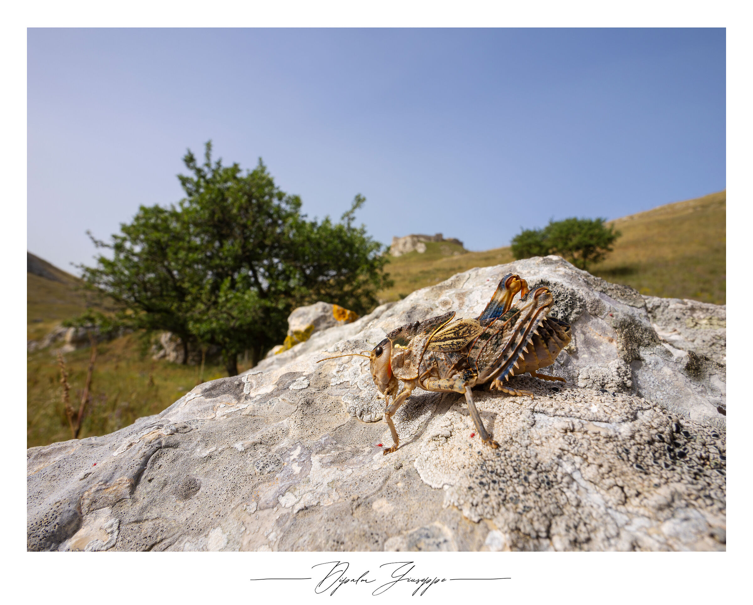 Prionotropis appula 2