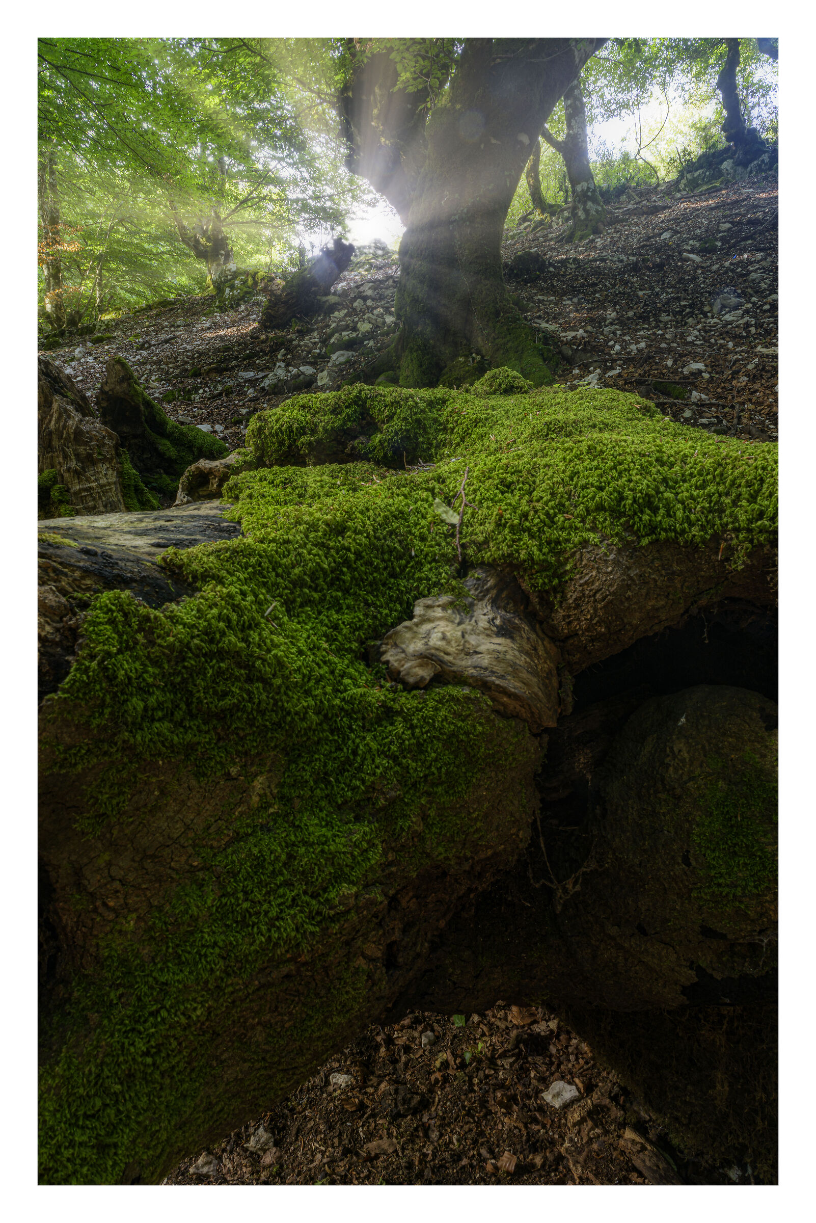 Where are the fairies?