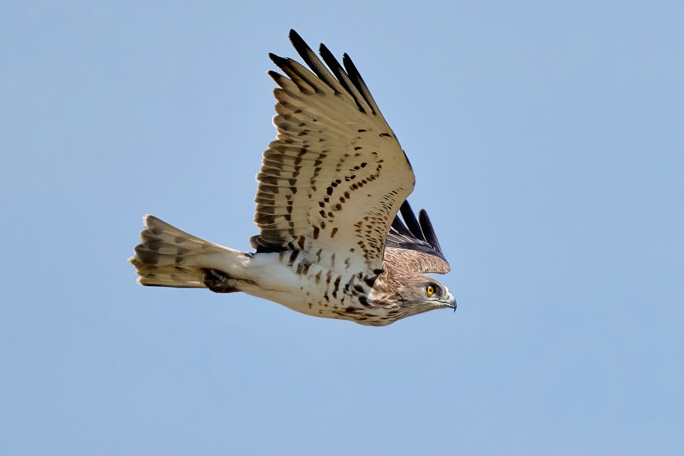 Biancone o Aquila dei serpenti (Circaetus gallicus)