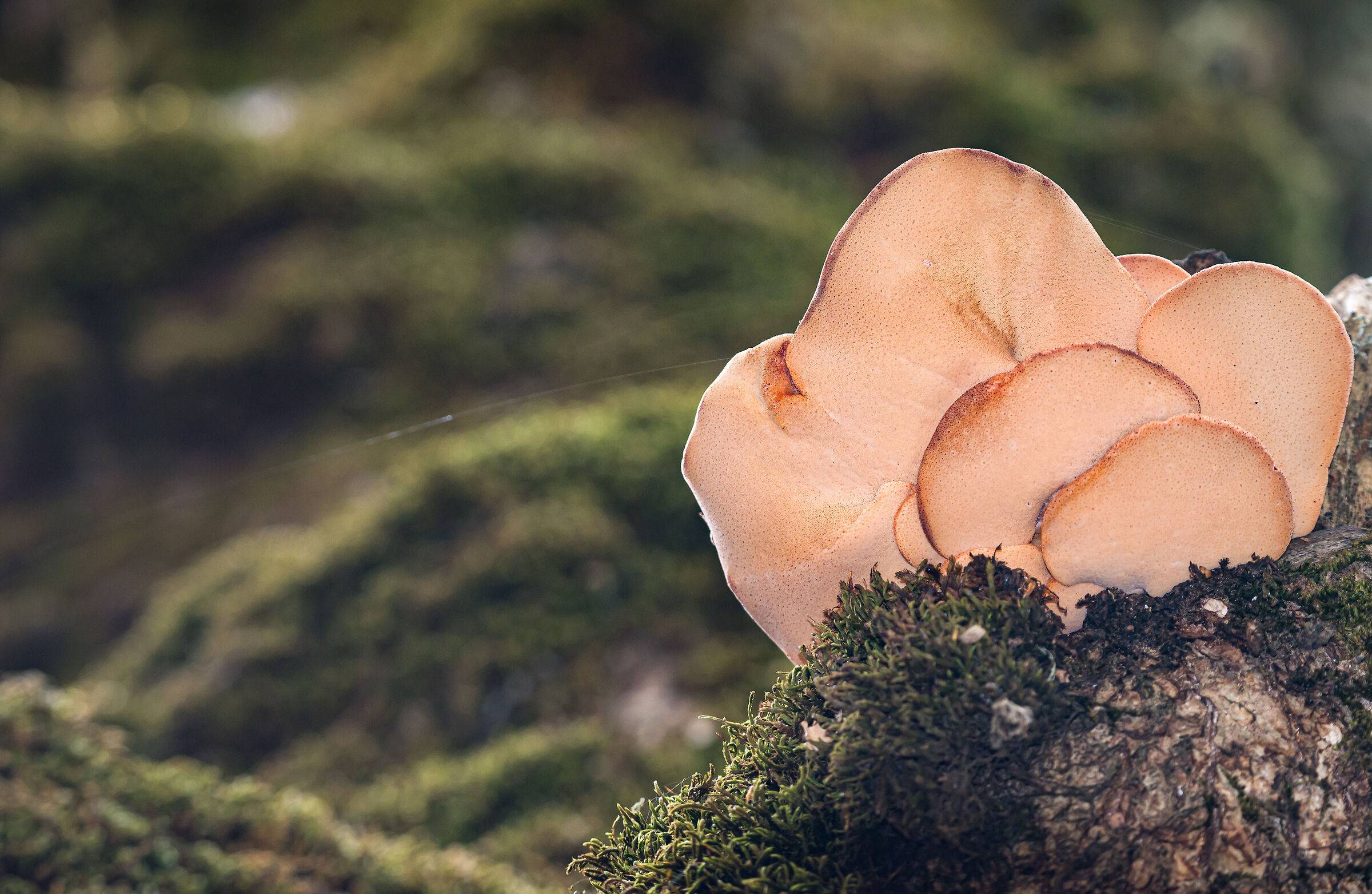 Magic mushrooms in the undergrowth