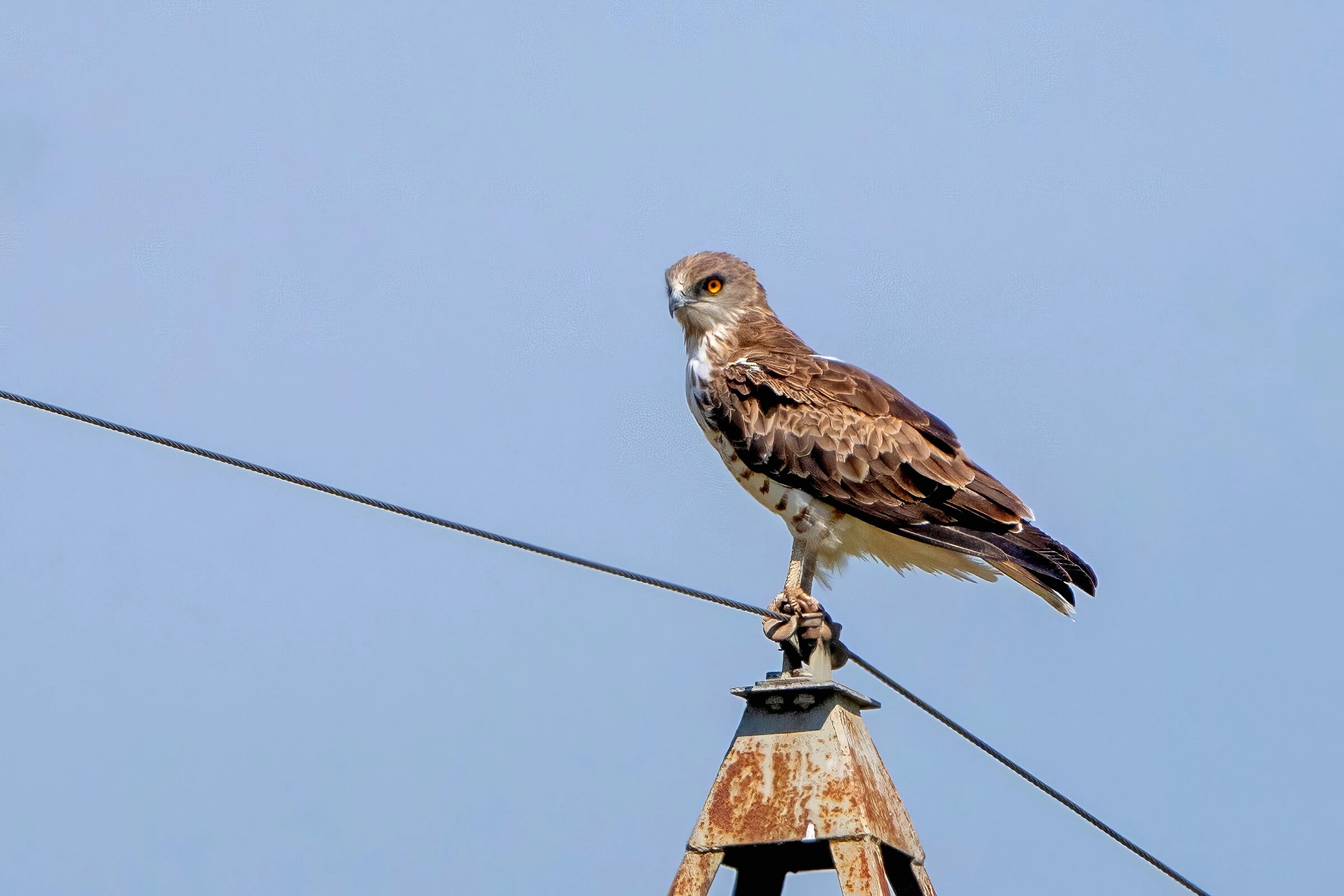 Biancone o Aquila dei serpenti (Circaetus gallicus)