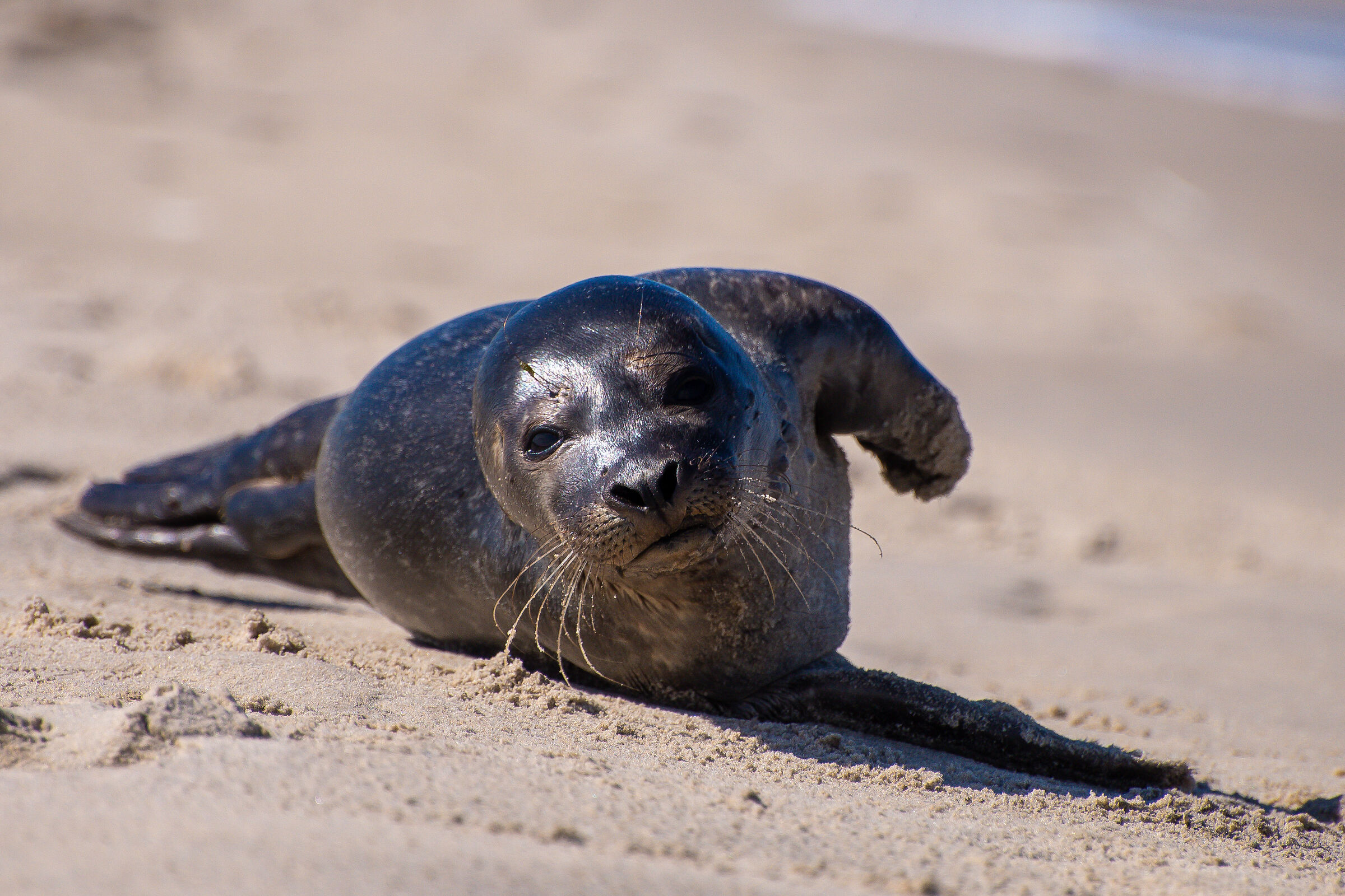 Foca a Skagen Nordstrand
