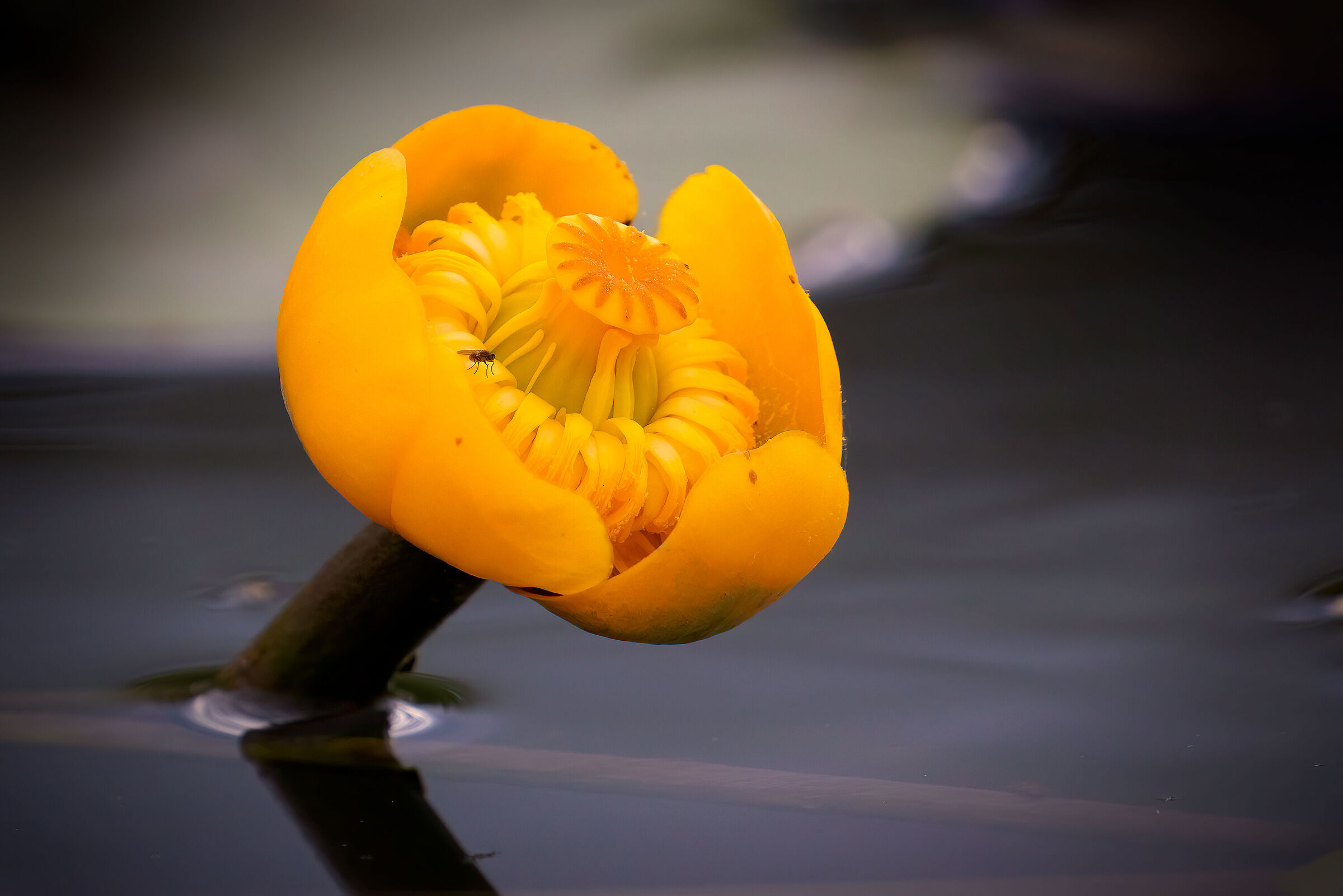 Nannufero o ninfea gialla (Nuphar lutea)