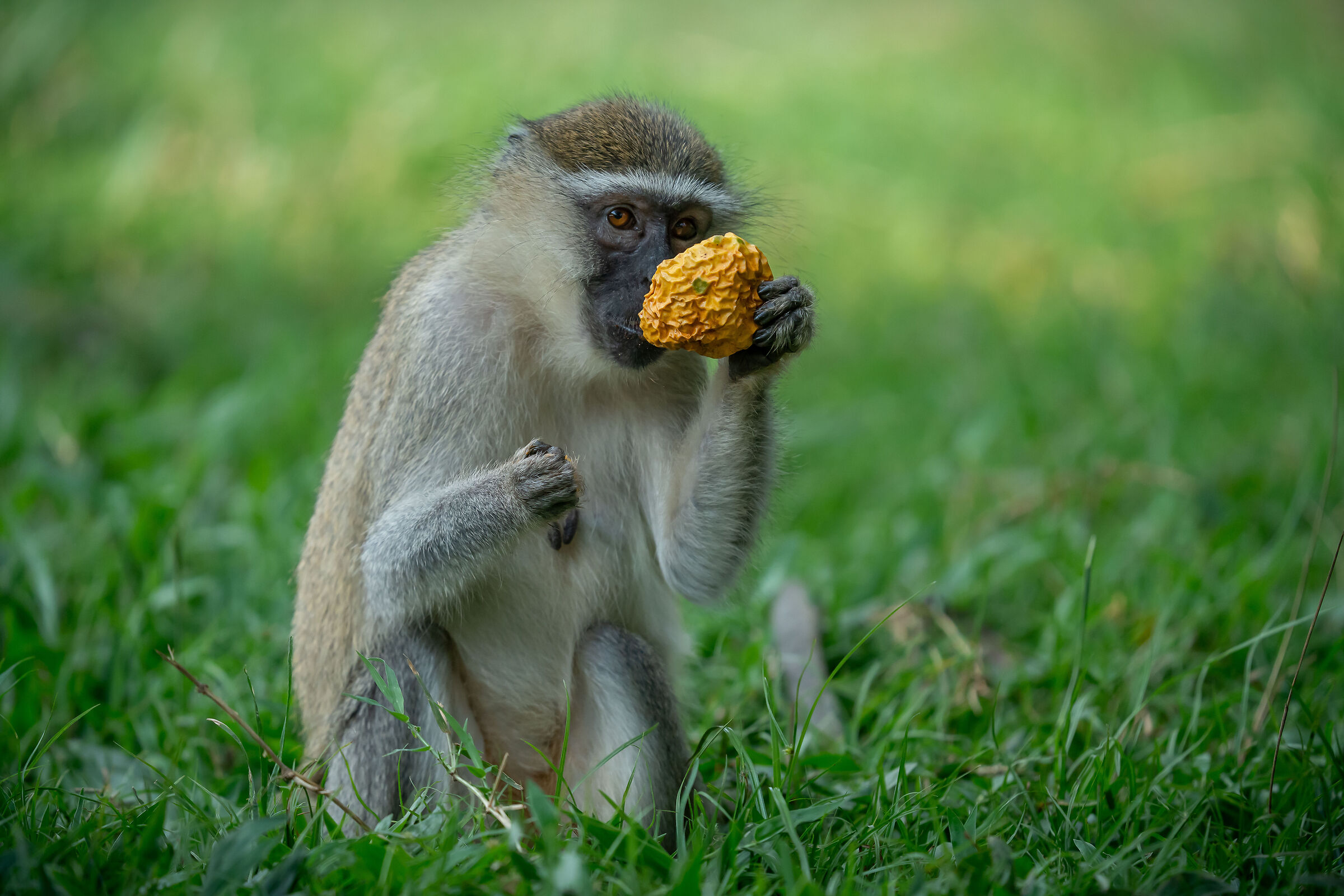 Chlorocebus pygerythrus