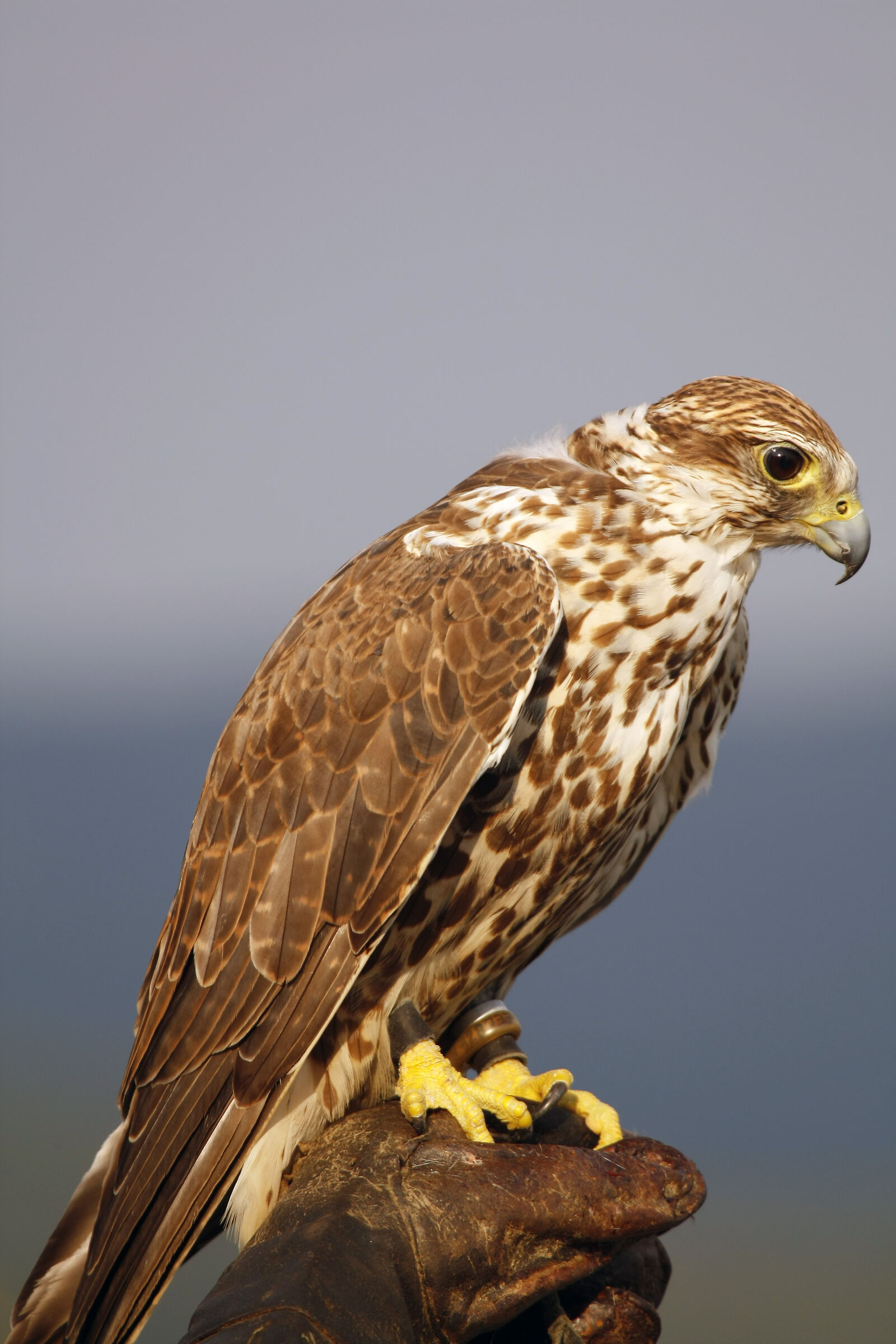 Falconer Fontani (Cortona)