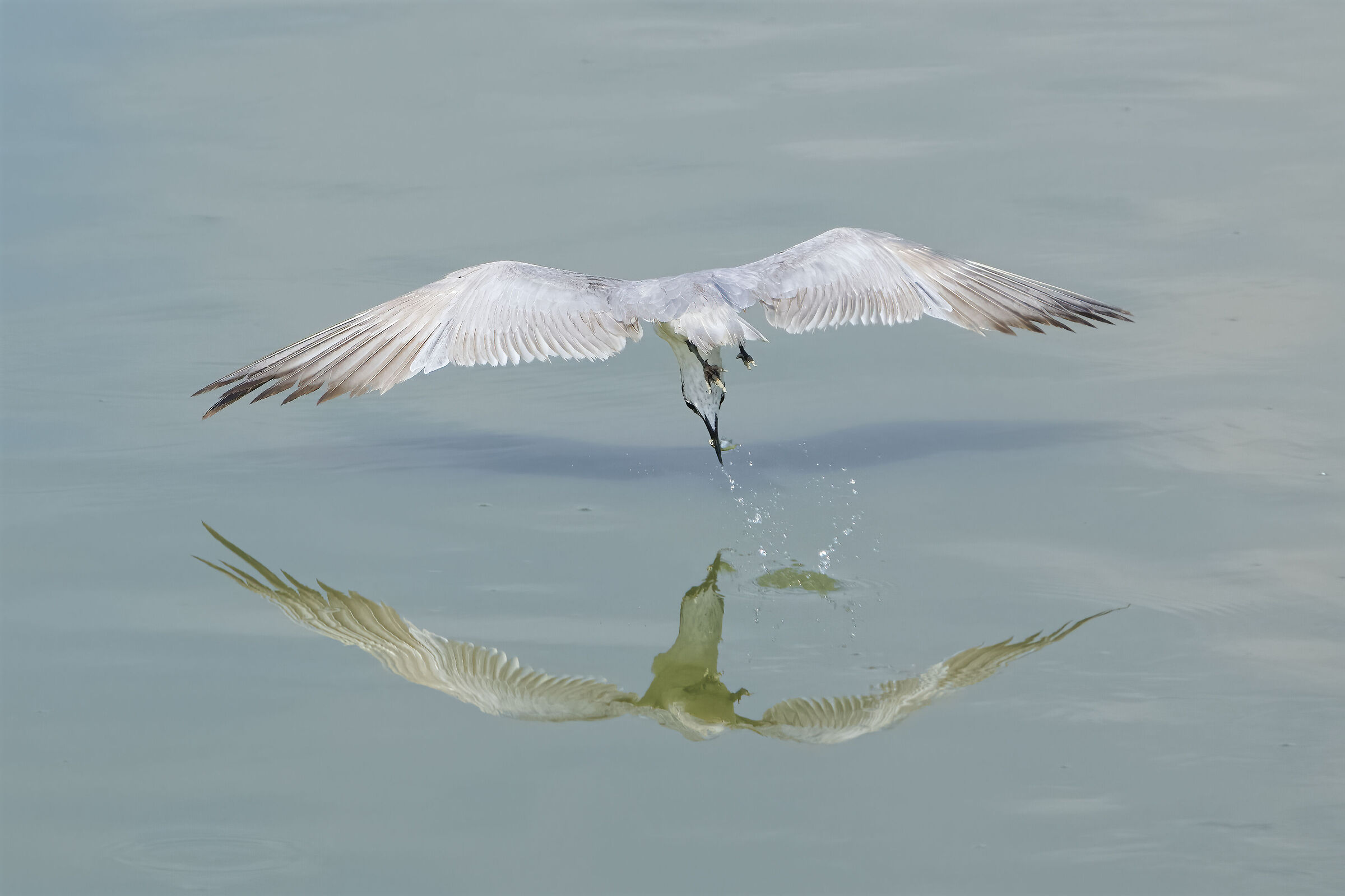 Sterna zampenere in predazione