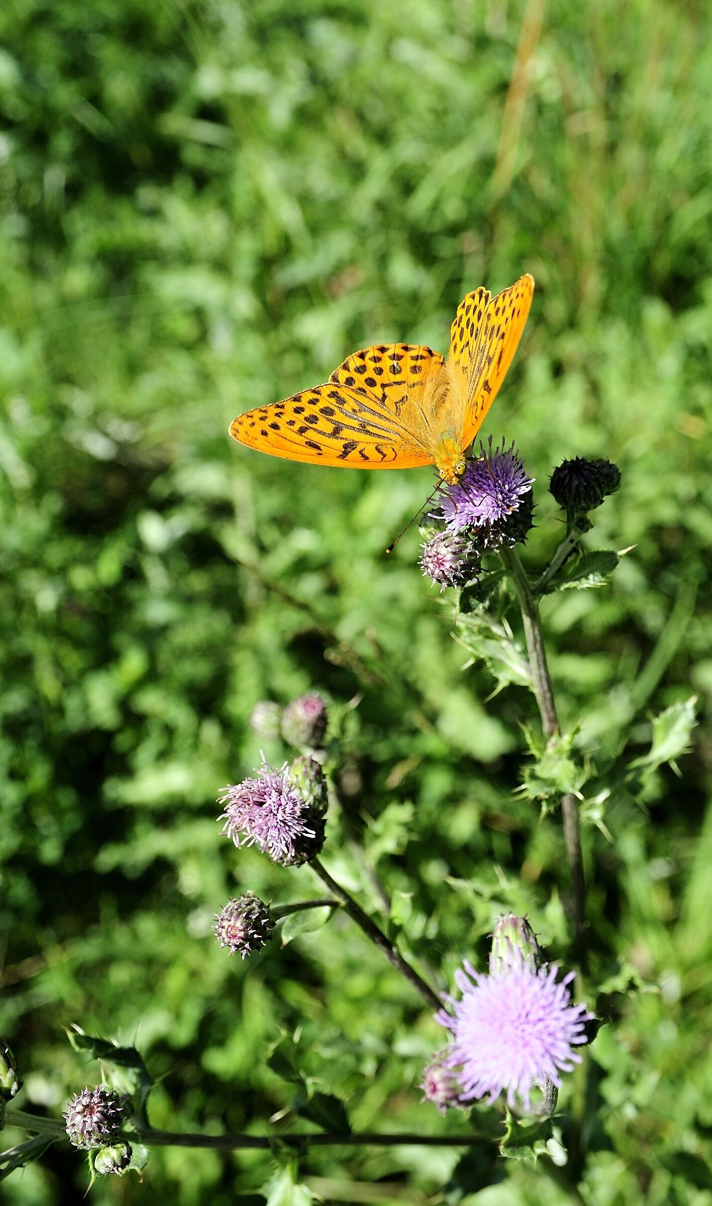 Argynnis paphia