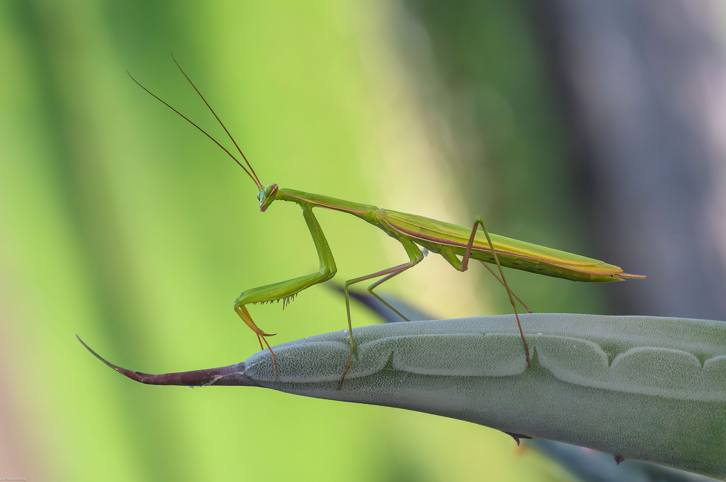 Praying mantis