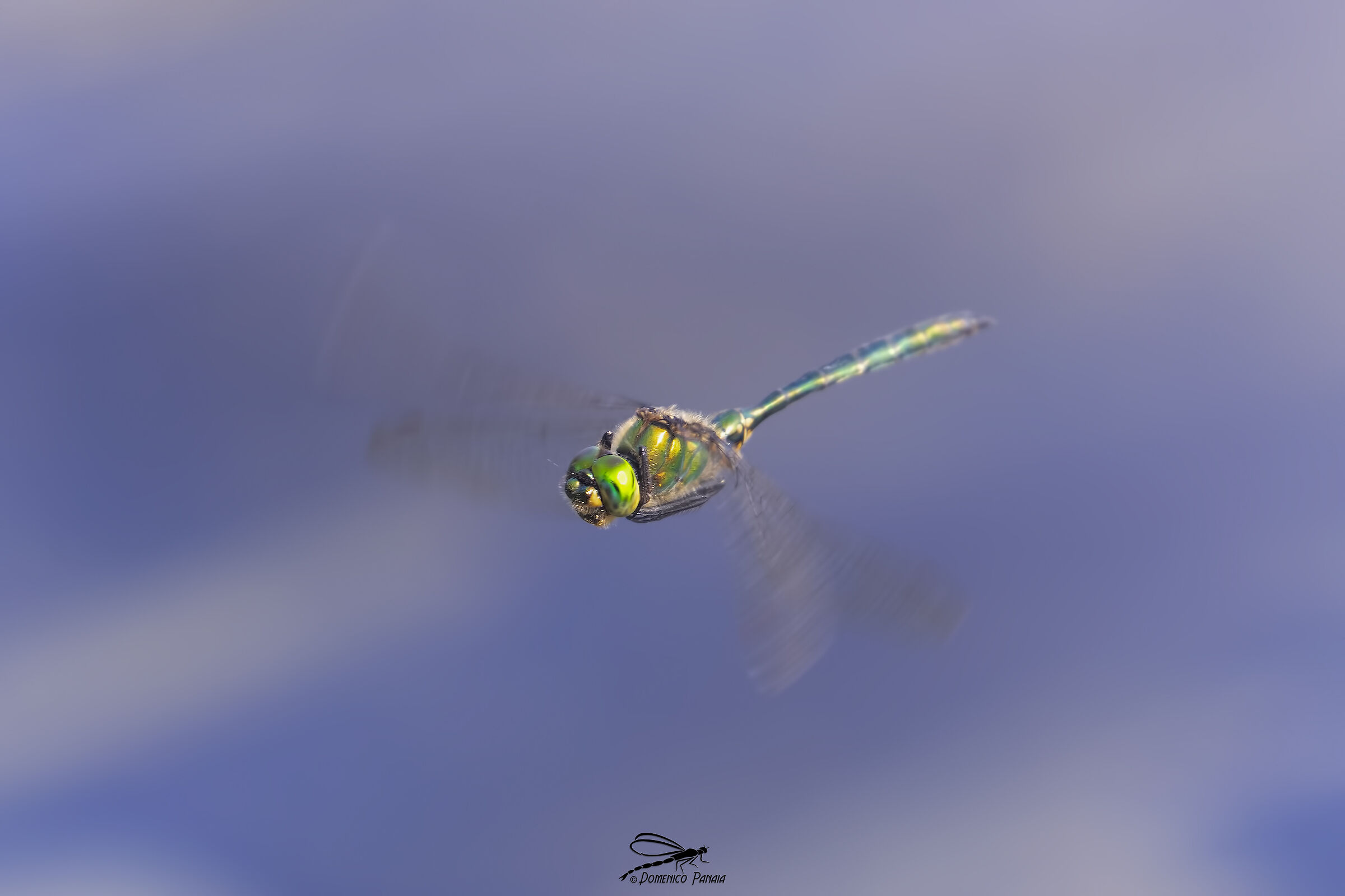 somatochlora metallica