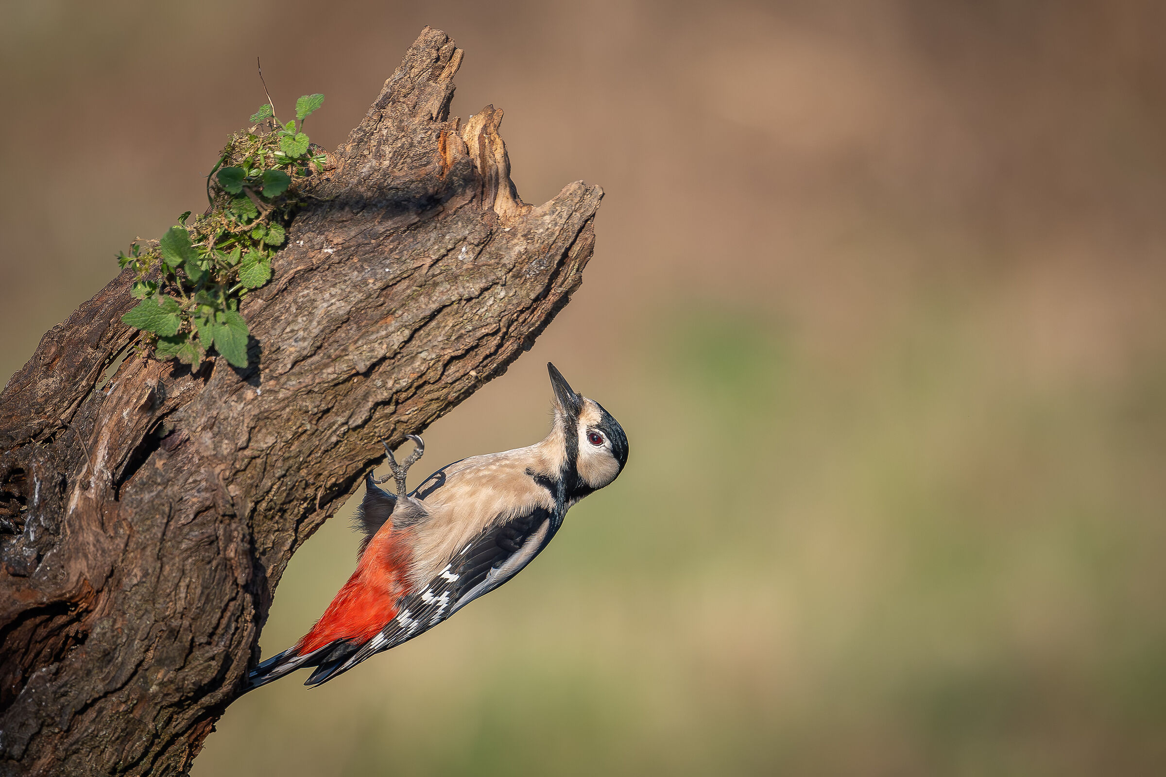 Spotted Woodpecker