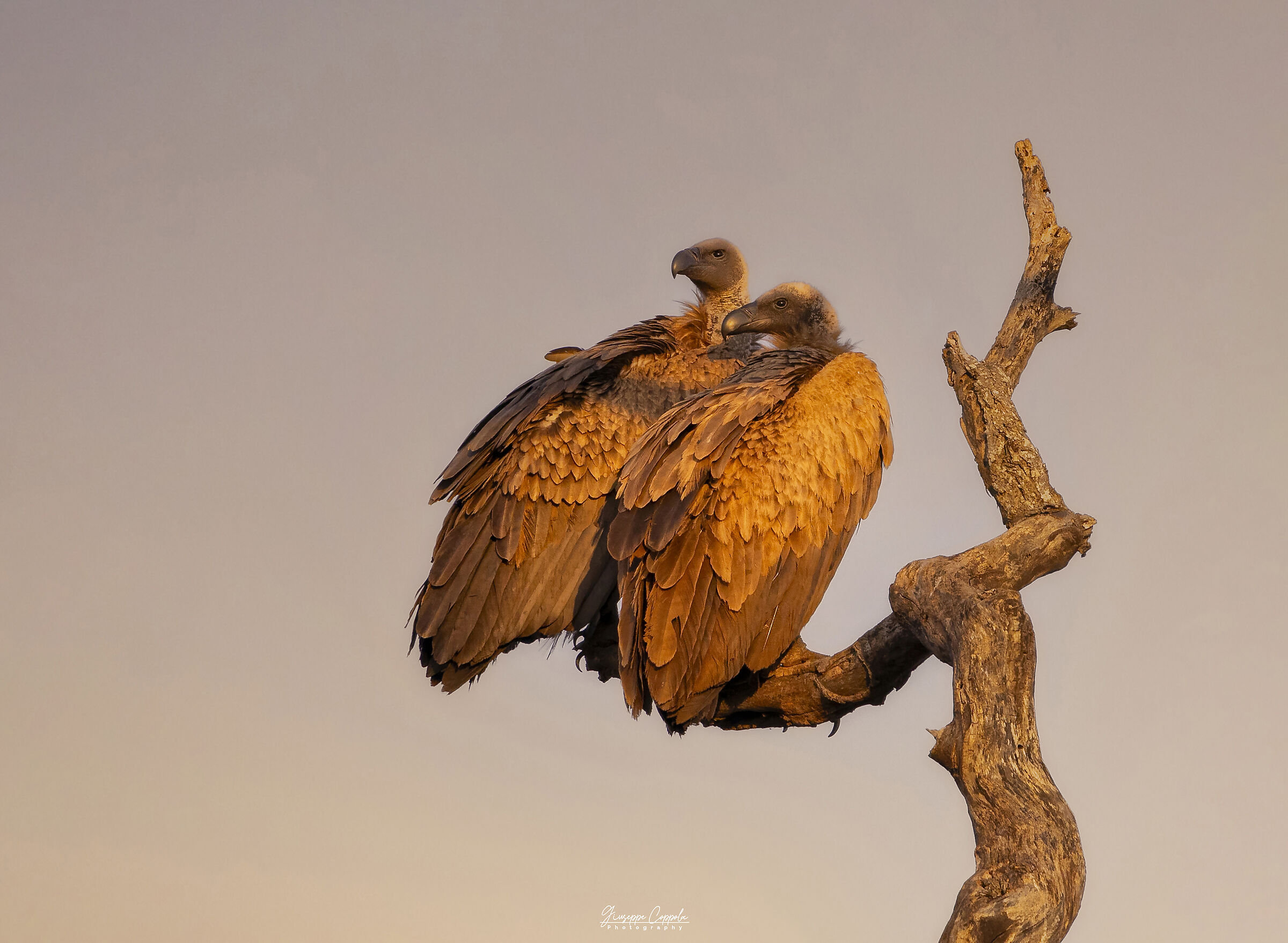 Grifone del Capo - Kruger National Park (Sudafrica)