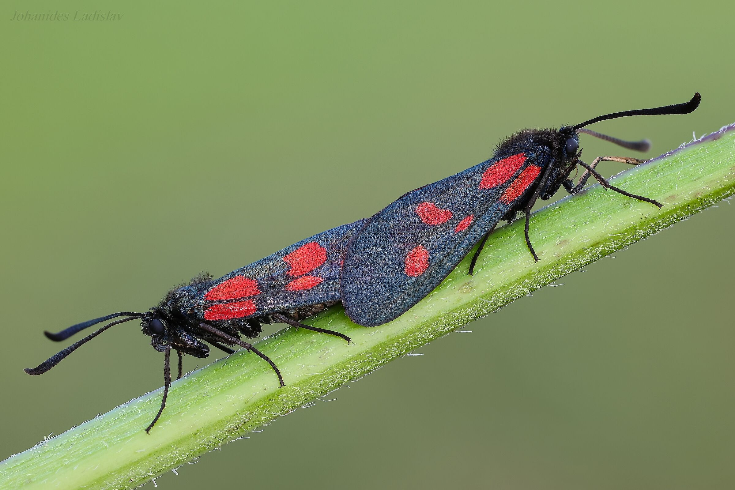 Zygaena lonicerae